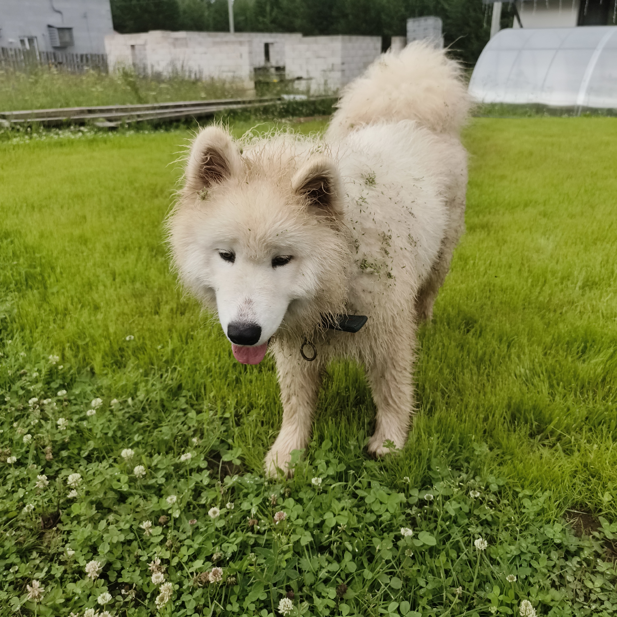 A fluffy, cream-colored Samoyed dog stands in a grassy yard. The dog is wet and has grass clippings stuck to its fur, particularly on its back and head. It is wearing a black collar with a silver ring. Its tongue is sticking out slightly, and its eyes are cast downwards. The dog is positioned in the foreground, with a lush green lawn surrounding it. In the background, there are some buildings under construction, appearing to be made of white brick or concrete blocks. A white plastic greenhouse structure is visible on the right side of the background. The sky appears overcast, suggesting a cloudy day. The overall setting is rural or semi-rural, likely a backyard in Chaikovsky, Russia. The dog appears relaxed and possibly a bit messy from playing in the grass.