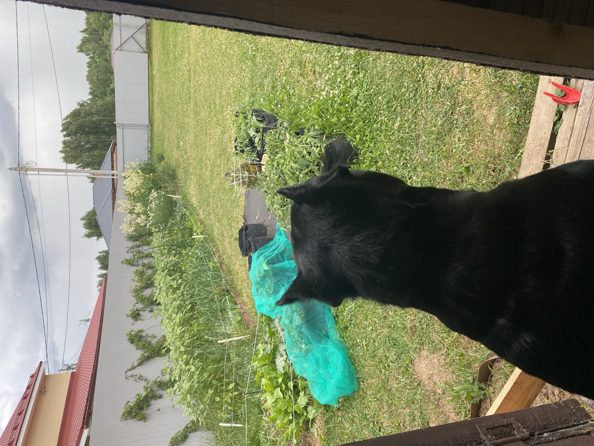 In an outdoor suburban backyard, a black dog stands on a wooden porch, facing away from the camera and looking out into a garden. The garden features rows of various plants, including what appears to be leafy greens, sunflowers, and tomato plants in pots. Two large sections of the garden are covered with bright green netting, likely to protect the plants from pests. A gray fence encloses the backyard, with a yellow house with a red roof visible beyond the fence on the left side of the image. The sky is overcast with gray clouds. The scene appears to be in a residential area with other houses and trees in the background.
