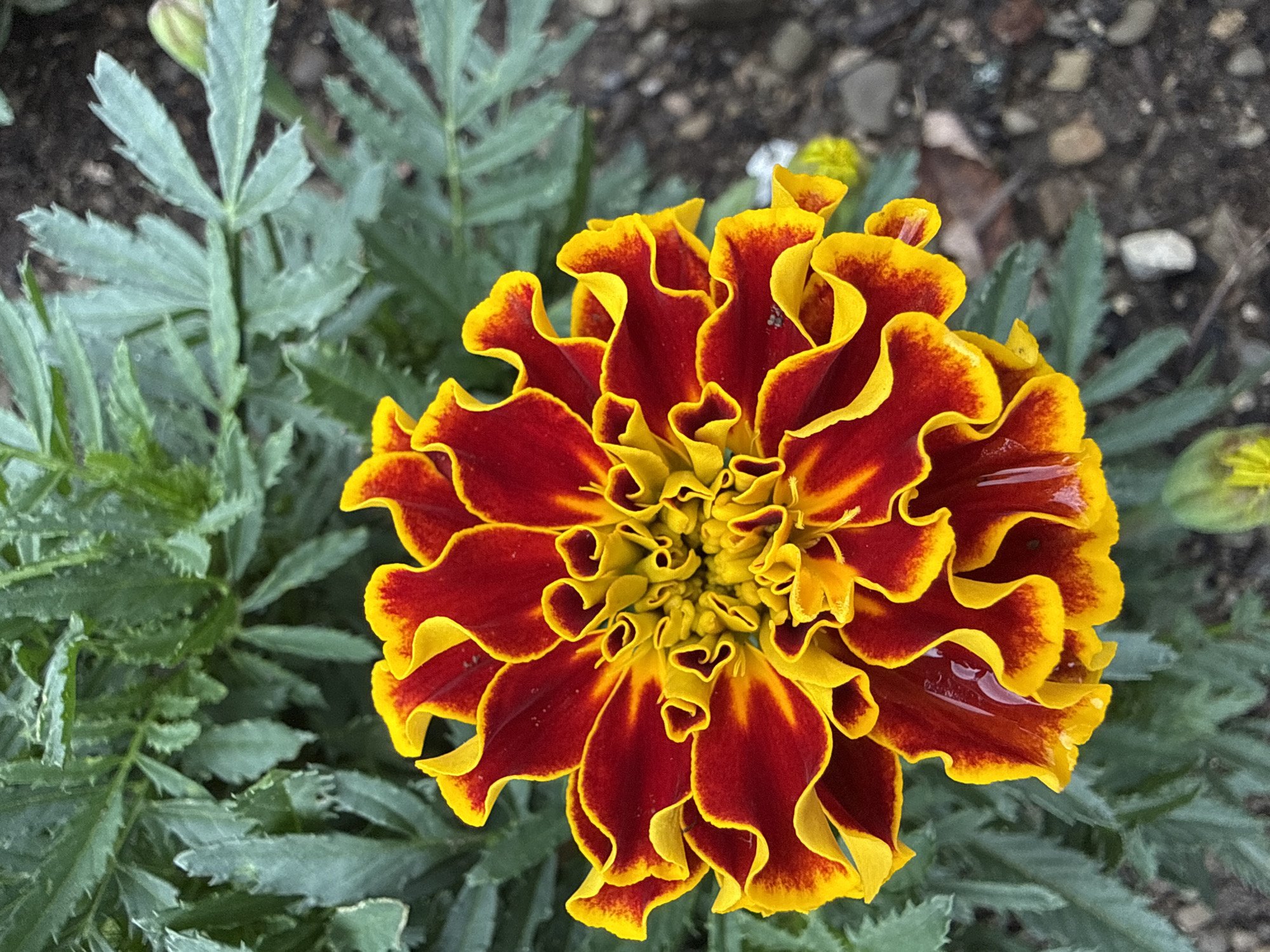 A close-up, high-angle shot shows a blooming French marigold with ruffled, velvety petals. The outer petals are a deep red that transitions to a bright yellow at the ruffled edges, creating a striking contrast. The center of the flower is a dense cluster of smaller, tightly curled yellow petals. The marigold is surrounded by lush green foliage, and the soil beneath is visible, dotted with small stones and a few stray leaves. The scene appears to be outdoors, likely in a garden.