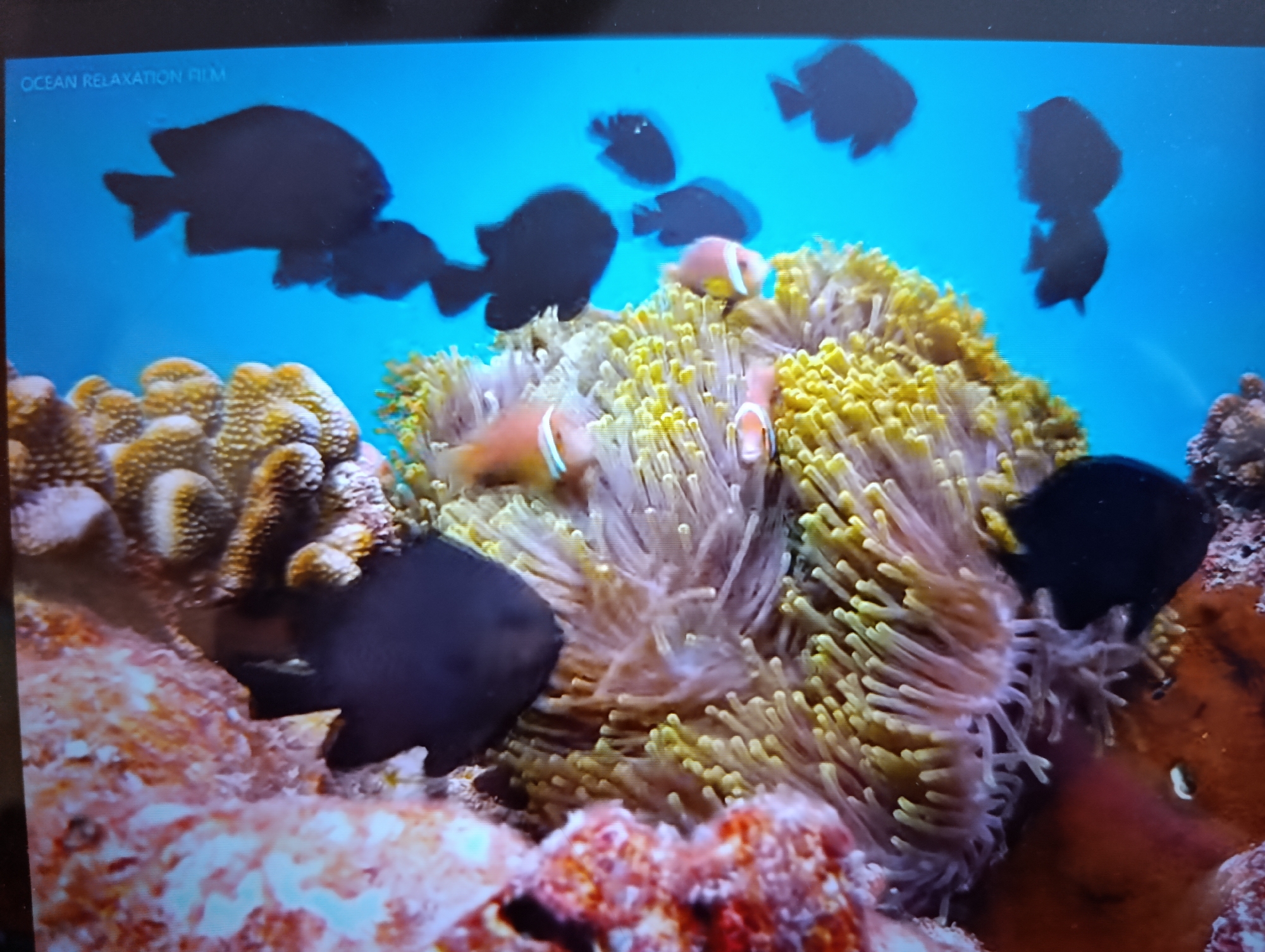 The image depicts an underwater scene with several fish swimming amongst coral and anemones. The water is a vibrant blue, and the coral is colorful, with shades of orange and white. Several fish are visible, including at least two clownfish with distinctive orange and white stripes, and several dark-colored fish that appear silhouetted against the blue background. The clownfish are nestled within the tentacles of a large, yellow and pink anemone. In the foreground, there is a rocky coral formation. The scene appears to be from a documentary or a filmed nature segment, as indicated by the text "OCEAN RELAXATION FILM" in the upper left corner. The location is not specified as being in the city of Dubăsari town council, Moldova, or anywhere else.