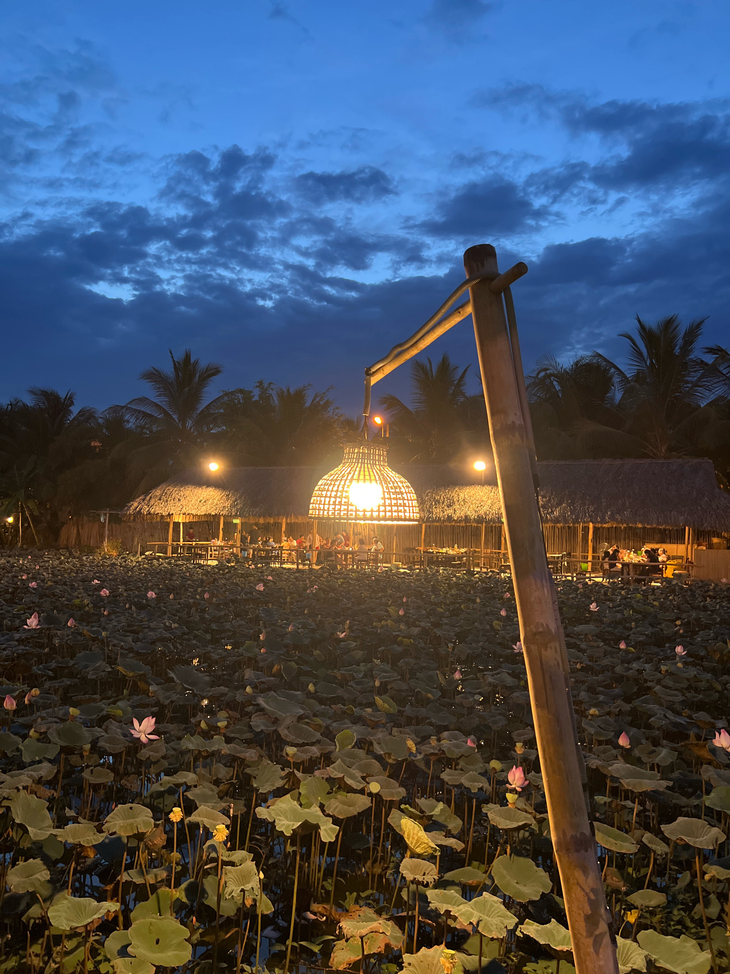 This image depicts a twilight scene at a lotus pond restaurant in Nha Trang, Vietnam. In the foreground, a rustic bamboo pole stands vertically, supporting a large, woven lantern that emits a warm, inviting glow. The lotus pond itself is densely covered with large, dark green lily pads, interspersed with a few delicate pink lotus flowers in bloom.
In the background, several thatched-roof structures are visible, illuminated by warm lights. These structures appear to be part of a dining area, with tables and chairs set up. Silhouettes of people can be seen seated at the tables, enjoying the evening. Palm trees and other lush vegetation frame the background, hinting at the tropical setting. The sky above is a deep blue, transitioning from day to night, with scattered, dramatic clouds. The overall atmosphere is tranquil and serene, with the warm lighting creating a sense of peaceful ambiance.