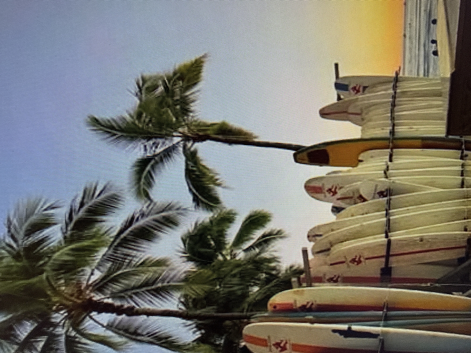 The image depicts a line of surfboards propped up on racks, with palm trees in the background and the ocean visible at the horizon. The sky transitions from a pale blue to a warm orange and yellow, suggesting either a sunrise or sunset. Several surfboards are white with colorful stripes, and some have logos. The palm trees are lush with fronds. There are no people visible in the scene. The overall impression is one of a tropical beach setting.