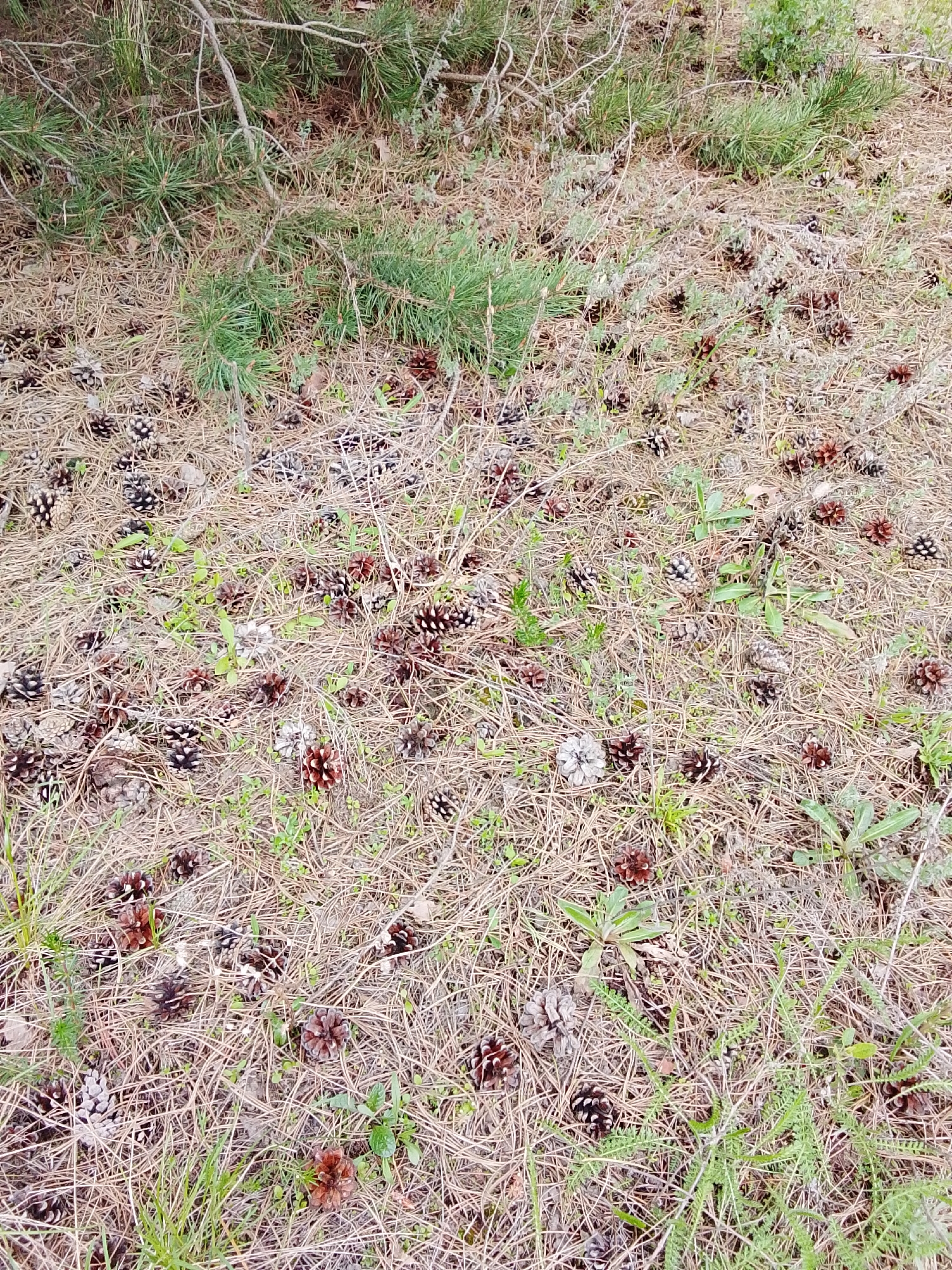 The image captures a close-up view of a forest floor, densely covered with fallen pine needles and numerous pine cones. The ground forms a textured bed of dry, light brown pine needles, interspersed with patches of green grass and other low-growing herbaceous plants.
Hundreds of pine cones are scattered across the entire frame, displaying various shades from light gray-brown to darker reddish-brown. They differ in size, and some appear tightly closed while others are open. These cones are nestled among the pine needles and small green plants.
In the upper and left portions of the scene, clusters of green pine foliage and some bare tree branches or twigs are visible, suggesting the presence of pine trees directly above or nearby. The lighting indicates it is daytime, with soft, diffused light illuminating the ground, implying an overcast sky or dappled light under a tree canopy. The scene presents an undisturbed natural environment, devoid of any human presence, animals, or man-made objects. No visible text is present in the media file.