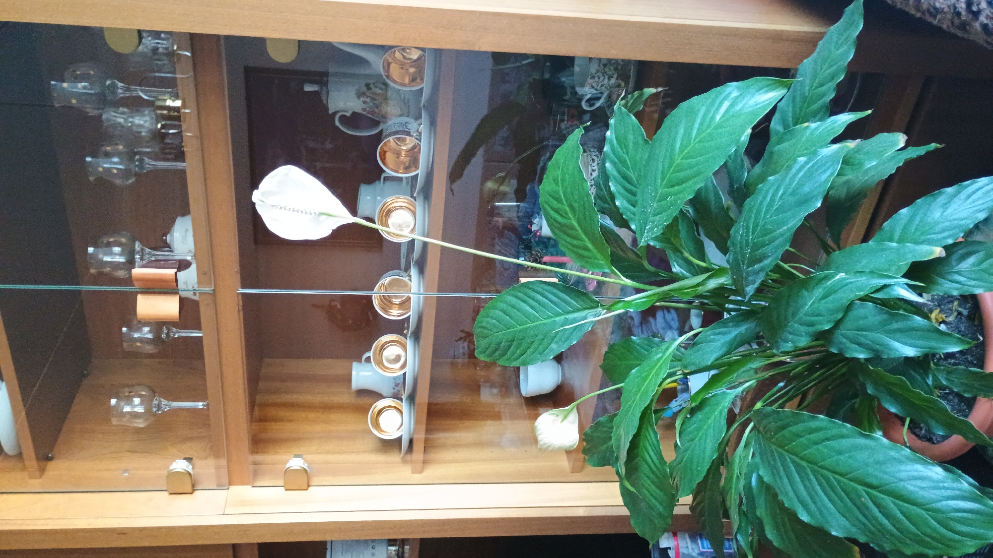 The image shows a plant with large green leaves and a white flower, likely a peace lily, in a pot. Behind the plant, a wooden cabinet with glass doors displays various items on shelves. On the top shelf, there are several clear glass goblets. The middle shelf holds a white teapot with a floral design, several small white cups with gold rims, and saucers. There are also other assorted decorative items on the shelves. The cabinet appears to be in a domestic setting, possibly a living room or dining room. The location of Sokolov, Czechia, is not discernible from the image itself.