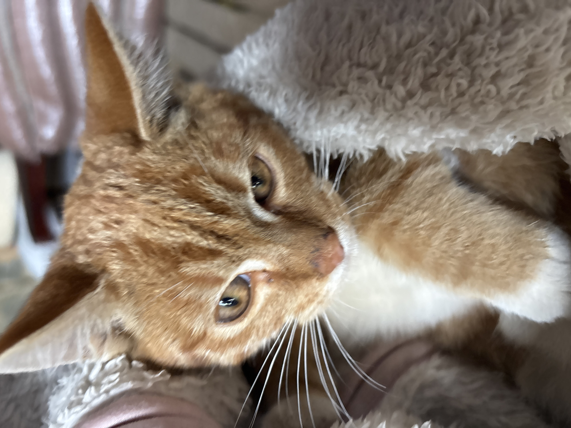 An orange and white cat is wrapped in a fluffy blanket. The cat has bright amber eyes and prominent white whiskers. The background is blurred, but appears to be an indoor setting. No specific location in Zvenigorod, Russia can be identified from the image.