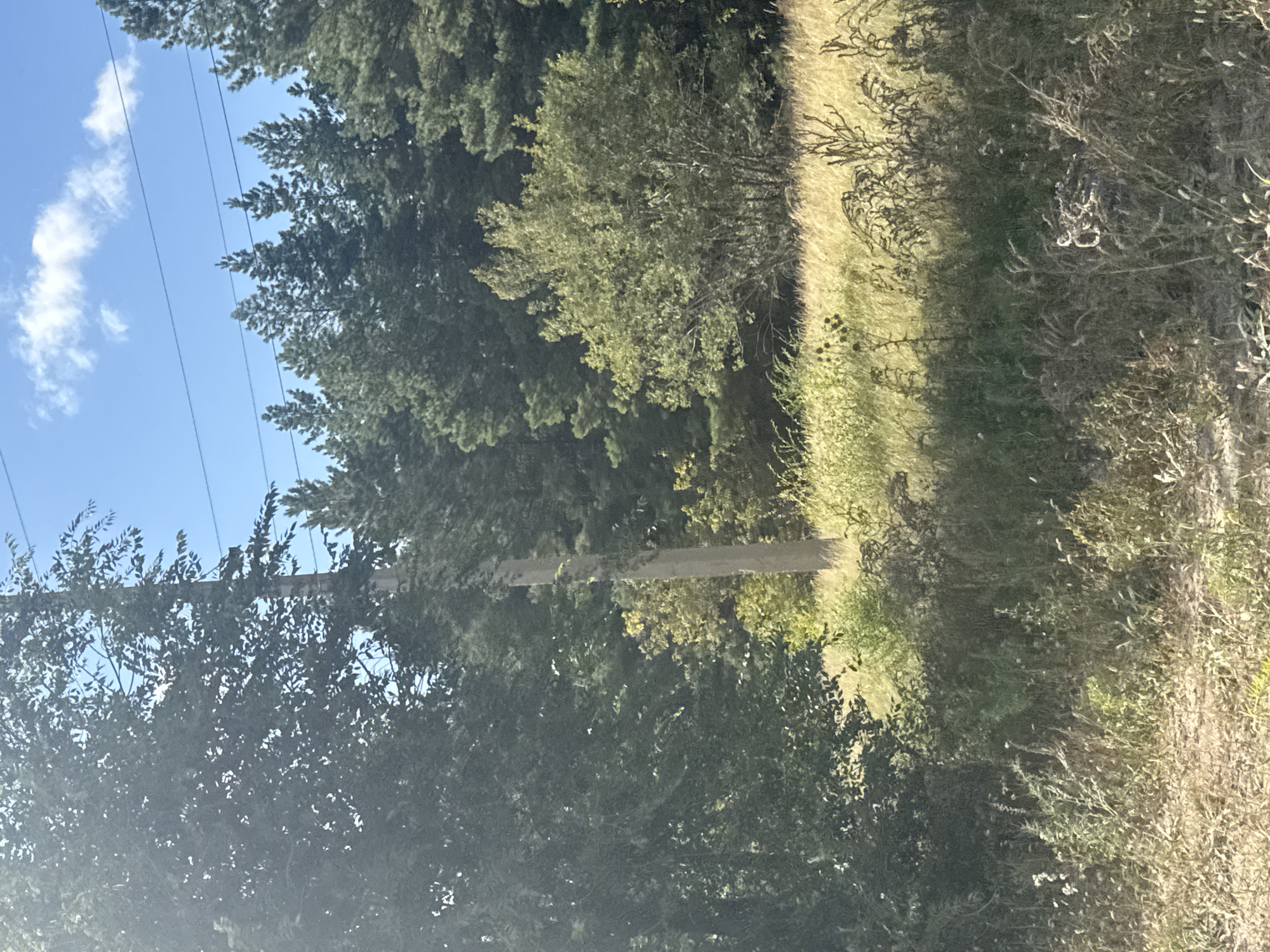 The image shows a view of a rural area, likely in Васильевка, Russia, characterized by dense foliage and a clear sky. In the foreground, tall dry grasses and weeds are visible, with some sparse green vegetation mixed in. A dirt or gravel path is present in the lower left portion of the frame. Dominating the mid-ground is a tall, light-colored utility pole with wires extending upwards, partially obscured by the surrounding trees. To the left of the pole, a large deciduous tree with dark green leaves stands prominently. Behind the pole, a field of dry, golden-yellow grass stretches towards a line of coniferous trees that form the backdrop of the scene. The sky above is a bright blue, with a few wispy white clouds. The overall impression is one of a natural, undeveloped landscape on a sunny day.