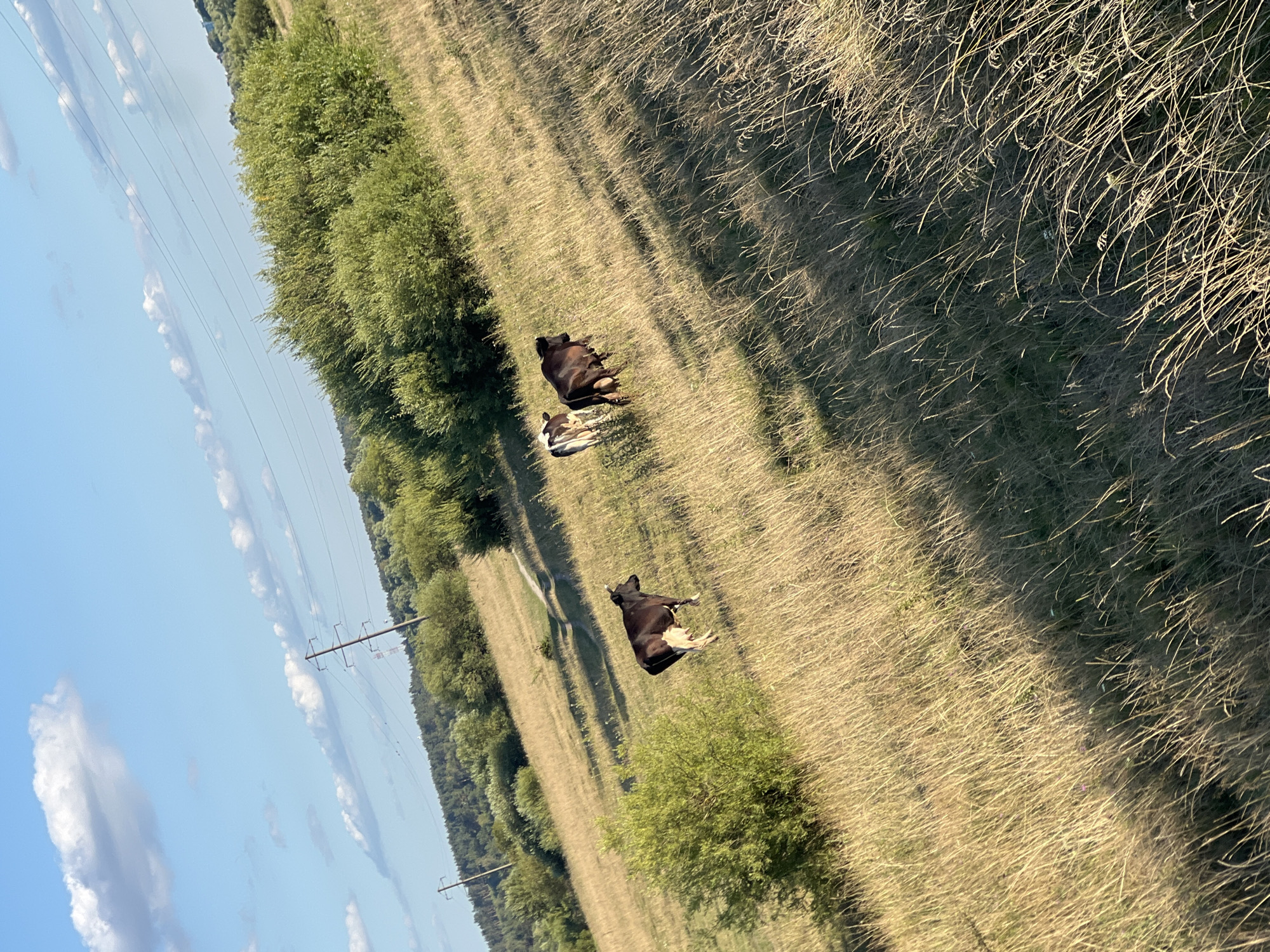 The image depicts a sunlit, grassy hillside in Sobishchytsi, Ukraine. Three cows are visible in the scene. One cow, predominantly brown with white patches on its udder and hind legs, stands facing left, slightly downhill. Further up the hill, two other cows are positioned. One cow, mostly white with brown patches, stands facing away from the camera. Adjacent to it and slightly closer to the camera, a brown cow is also facing away from the camera, with its tail raised. The terrain is covered in dry, golden grass, with scattered green bushes and trees forming a treeline in the background. Power lines stretch across the sky, supported by utility poles, indicating the presence of infrastructure near the rural landscape. The sky is a clear blue with scattered white clouds. A dirt path winds its way up the hillside, suggesting it's a common route through the area. The lighting indicates it is likely late afternoon, casting long shadows across the field.