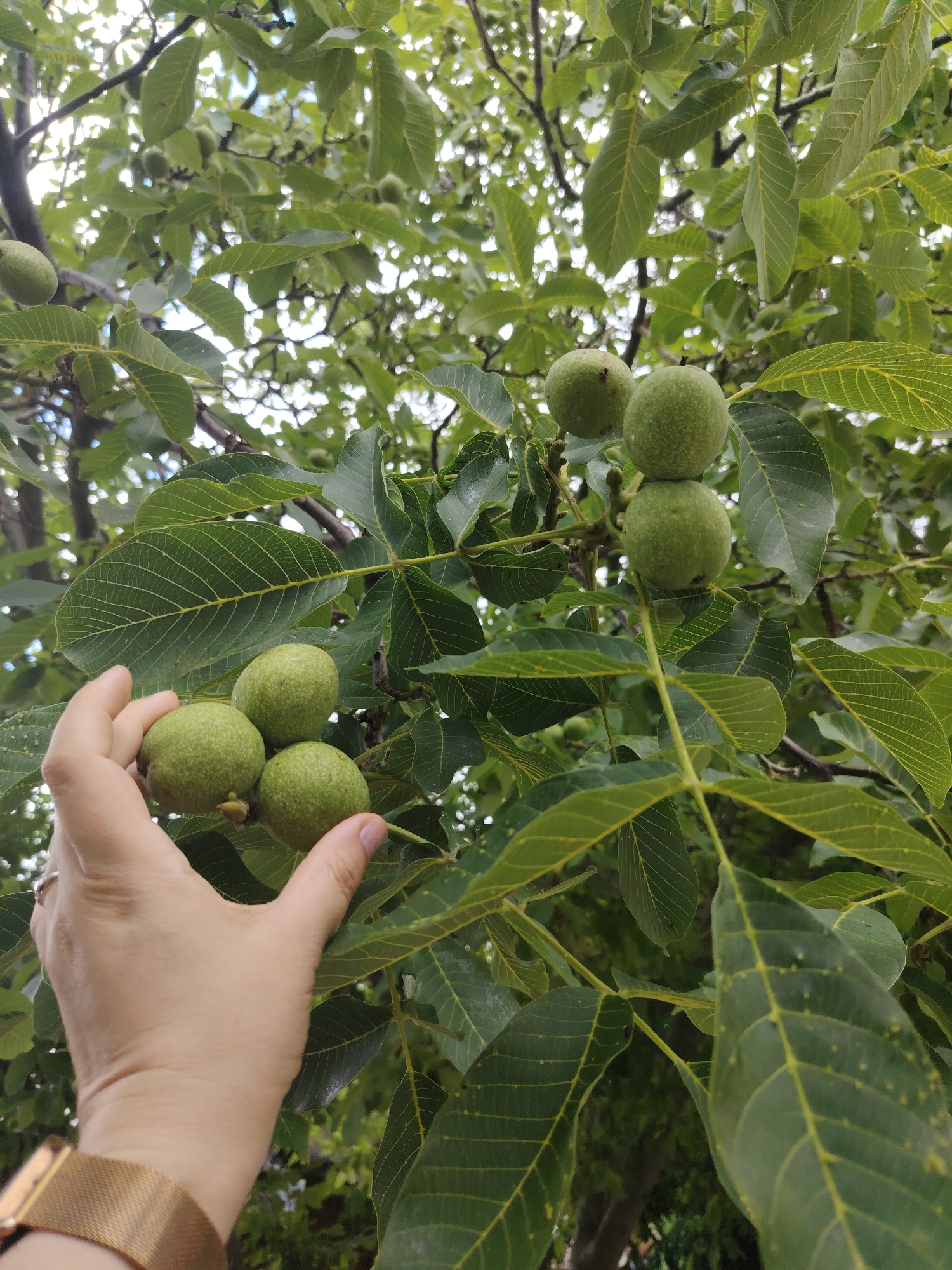An outdoor medium shot, taken at ground level, captures a person's hand reaching for unripe walnuts on a tree in Rostov-on-Don, Russia. The hand, adorned with a ring on the index finger and a rose gold watch on the wrist, is gently holding three green walnuts. These walnuts, enclosed in their husks, are clustered together on a branch. Above them, another cluster of two walnuts is visible, with one more to the left. The background is filled with the lush green foliage of the walnut tree, with sunlight filtering through the leaves, creating a dappled effect. The overall scene suggests a moment of harvest or inspection of the growing fruit.