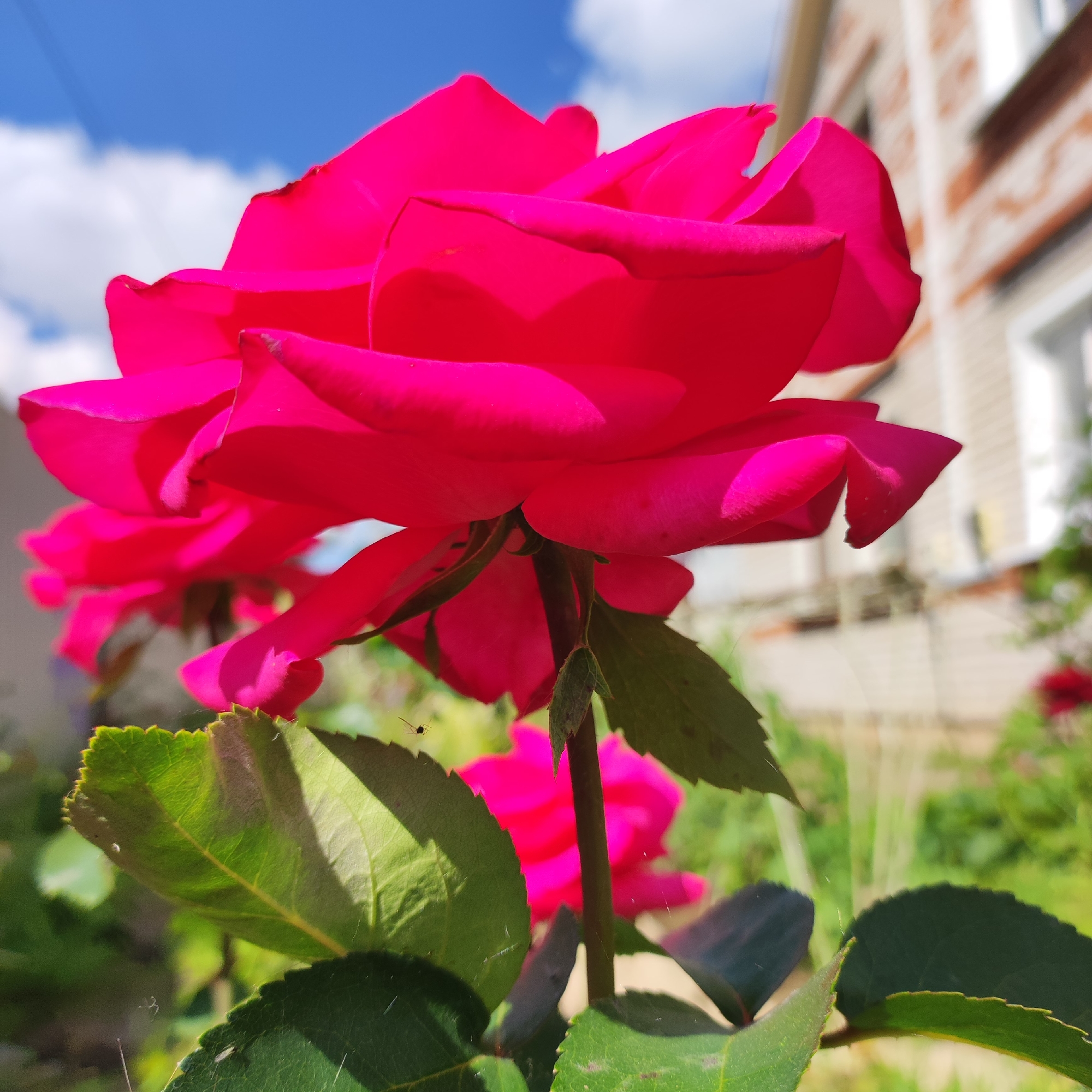 This media file is a close-up photograph of a vibrant pink rose in bloom, set against a backdrop of a bright blue sky with scattered white clouds. The rose is the primary subject, with its large, velvety petals unfurling and catching the sunlight. The lighting suggests it is daytime, likely midday given the bright sun and shadows.
In the background, a building with light-colored brickwork and windows is visible, slightly out of focus. This building, along with the presence of green foliage and the rose bush itself, suggests an outdoor garden setting. The photo appears to have been taken in Navoloki, Russia.
Notable details include some fine spiderwebs clinging to the leaves and petals of the rose, and a tiny spider is visible on one of the lower leaves. The focus is sharpest on the rose petals and some of the surrounding leaves, with the background rendered in a soft blur, creating a shallow depth of field that emphasizes the beauty of the flower. There are no people or text visible in the image. The overall mood is one of natural beauty and tranquility on a sunny day.