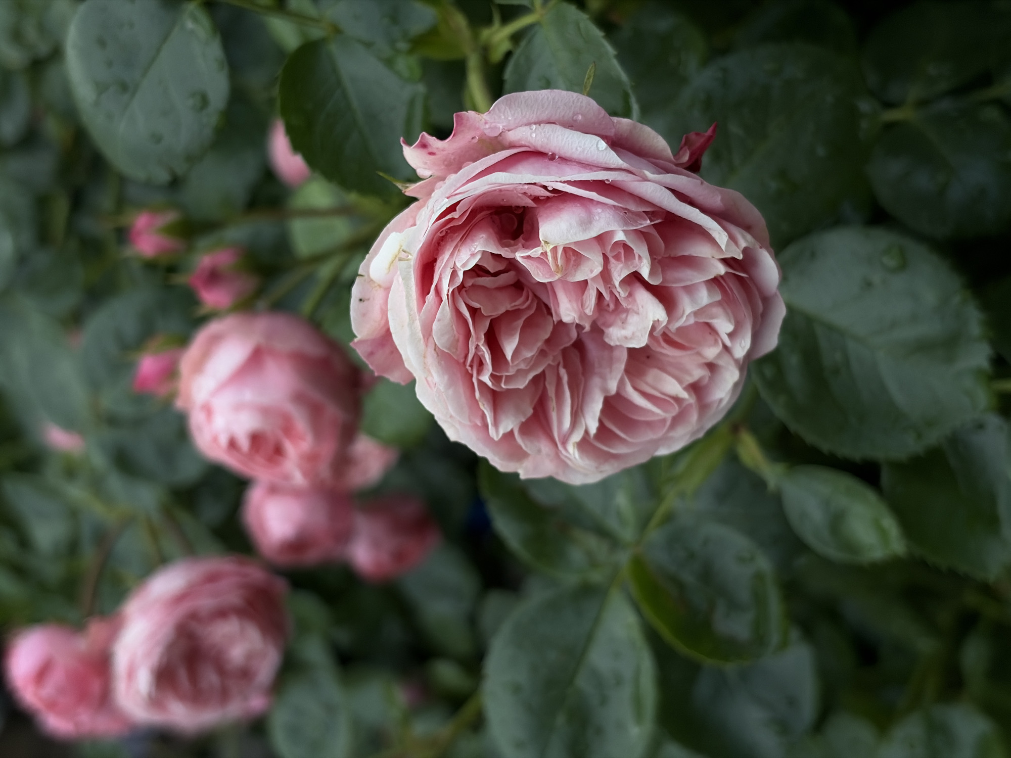 The image displays a close-up view of a blooming pink rose with multiple layers of delicate petals. Water droplets are visible on the petals, suggesting recent rain or dew. The rose is surrounded by dark green leaves, some of which also have water droplets. In the background, several other pink rose buds and blooms are out of focus, creating a soft bokeh effect. The lighting is natural and diffused, casting gentle shadows. The scene is set in a garden environment. The image does not contain any people or specific city locations.