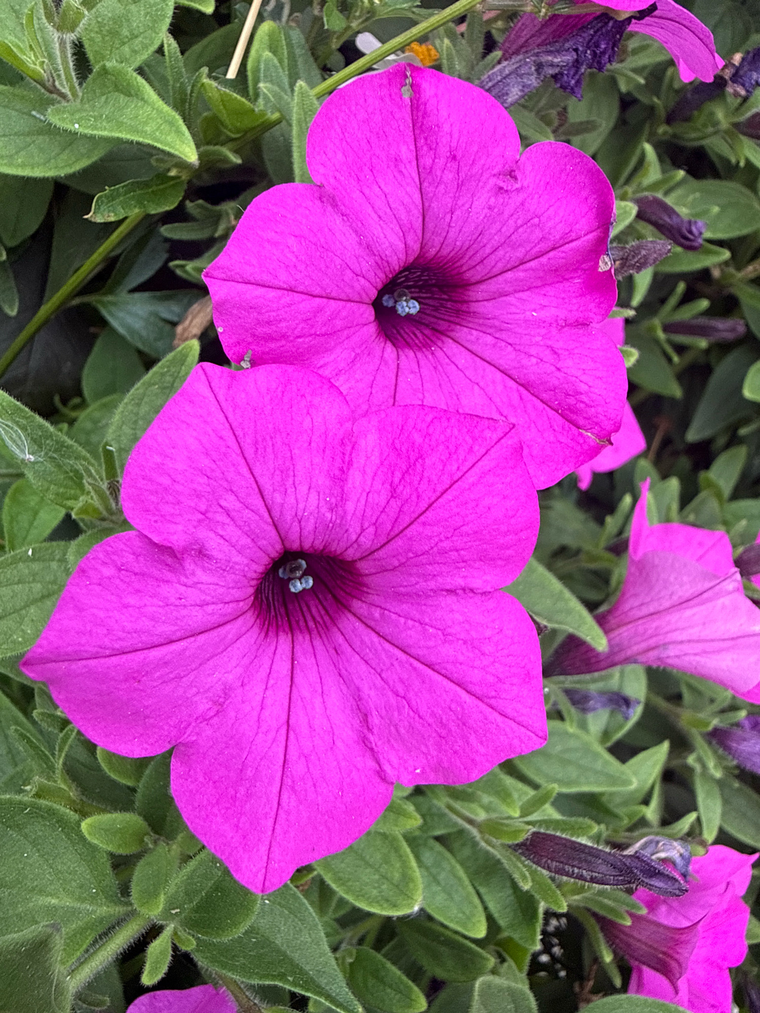 In the city of Tallinn, Estonia, a close-up, eye-level shot captures a cluster of vibrant pink petunias blooming amidst lush green foliage. The foreground is dominated by two large, fully open petunia blossoms, their delicate petals unfurling to reveal the dark centers. The petals of these flowers exhibit a rich, saturated pink hue, with visible veins adding texture and depth. The centers of the flowers are a deep purple, containing small, light blue stamen. Surrounding the blooms are numerous green leaves, some broad and velvety, others smaller and more pointed. The leaves are a deep green, with a soft, fuzzy texture visible on their surface. The background is a blur of green and darker shades, suggesting a densely planted garden or flower bed. The overall impression is one of natural beauty and vibrant color, typical of a summer garden in Tallinn.