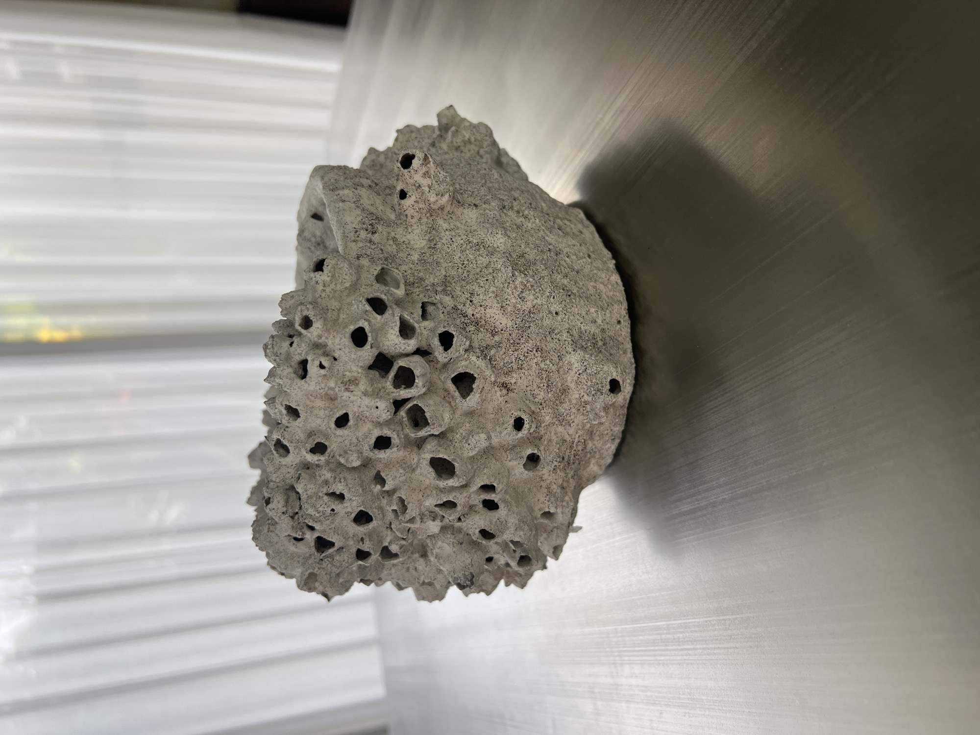 This media file captures a close-up, still-life shot of a textured, porous, light-grey object. The object, which dominates the left and central parts of the frame, has an irregular, organic shape, resembling a piece of coral, pumice stone, or a sculpted volcanic rock. Its surface is highly pitted with numerous, irregularly shaped holes and cavities of varying sizes, giving it a sponge-like appearance. The material is granular and speckled with darker flecks, contributing to its rough texture.
The object is positioned against a background divided into two distinct areas. To the right, there is a smooth, dark, and somewhat reflective surface that displays subtle horizontal lines or brush strokes, possibly indicating a metallic surface or a dark, polished wood. The object casts a soft shadow onto this surface, suggesting a light source from the left. To the left of the object and in the background, a brightly lit area with distinct horizontal bands is visible, characteristic of window blinds or louvered panels.
No activity or event is taking place, as the image is a static depiction of the object. There is no visible text. The overall lighting is soft, emphasizing the intricate details and three-dimensional nature of the object. The image itself is presented in a landscape orientation, but the elements within suggest the photograph might have been taken with the camera rotated, making the background blinds appear horizontal instead of vertical. The natural form of the object could align with materials found in regions like Mengwi, Indonesia.