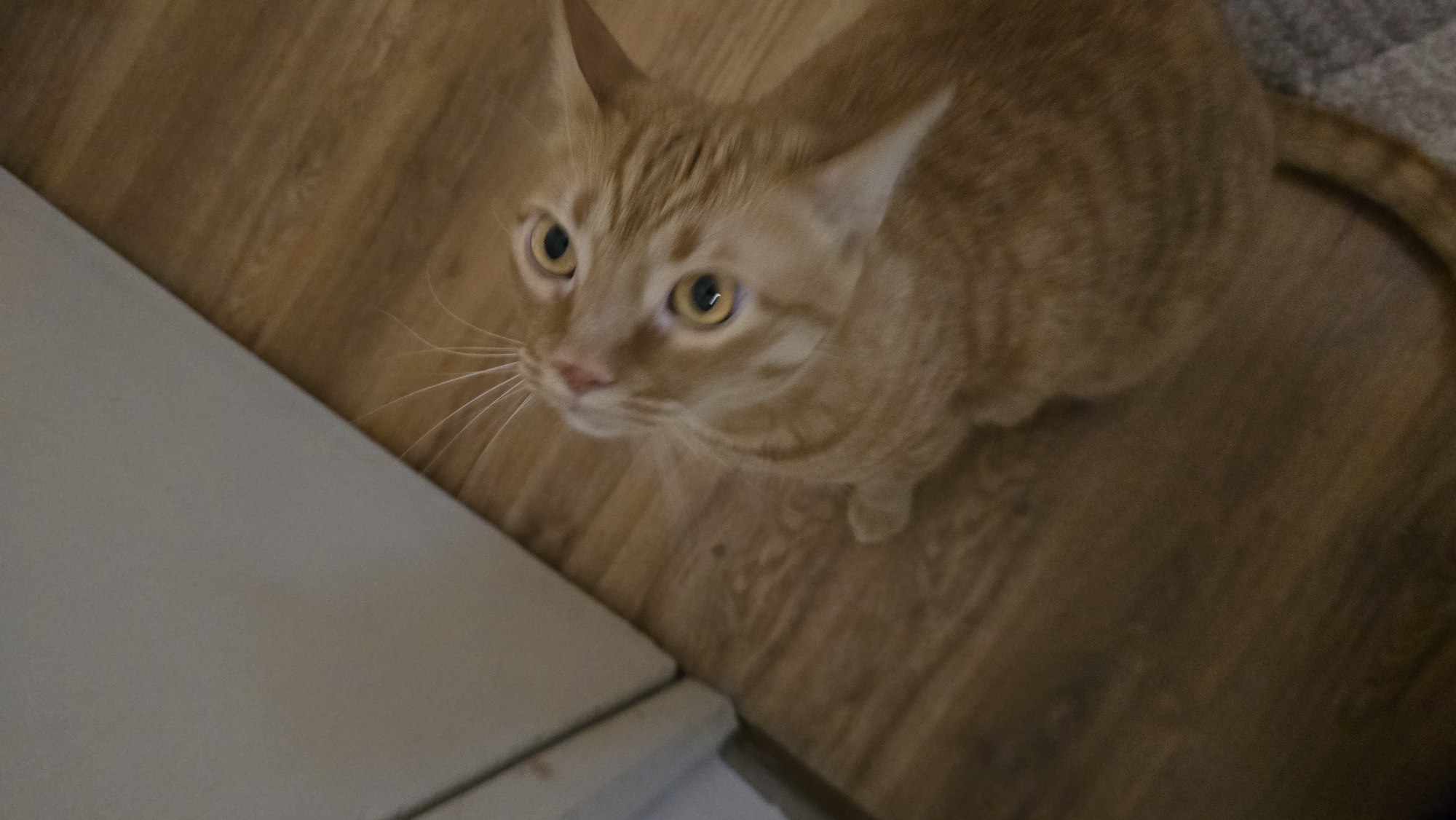 An orange tabby cat with yellow eyes is looking upwards, with its head tilted slightly to the left. The cat is sitting on a wooden floor. To the left of the cat, a portion of a pale gray wall or door is visible. The lighting suggests an indoor environment.