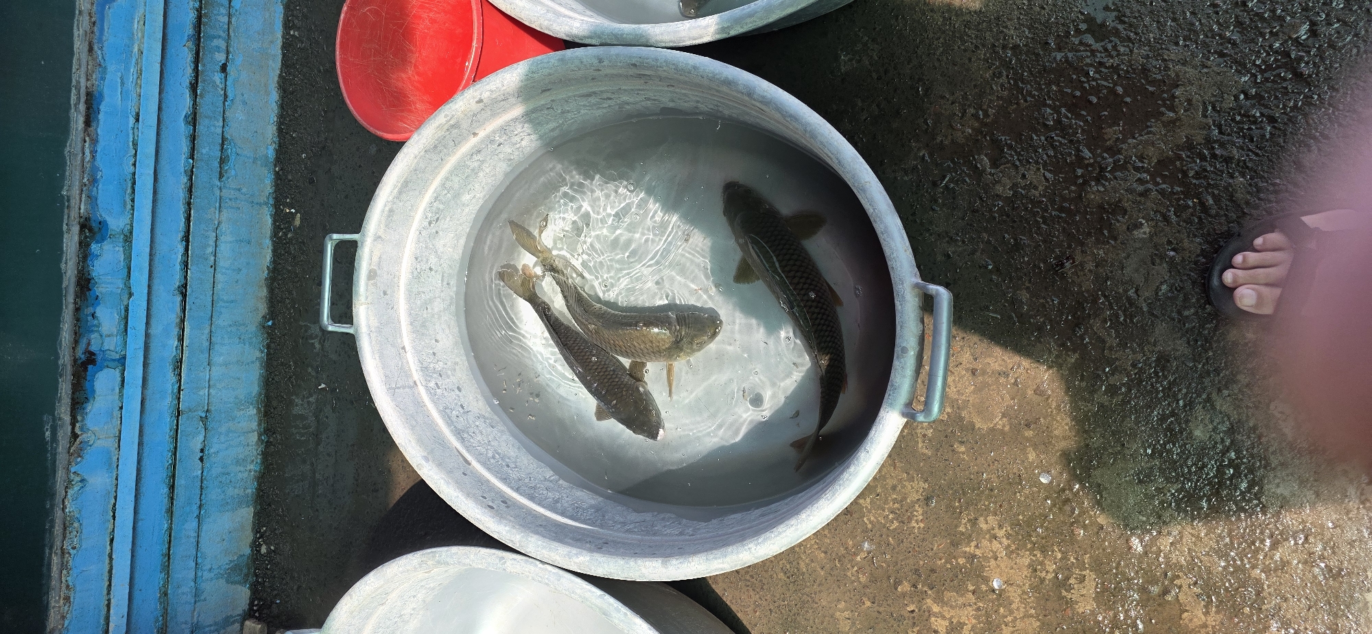 The image shows a close-up, high-angle shot of several large fish swimming in a shallow, galvanized metal tub filled with water. The tub is outdoors, resting on a dark, wet, and somewhat uneven concrete or asphalt surface. To the left of the tub, another similar tub is partially visible, also filled with water. Behind the tubs, there is a structure with weathered blue painted wooden planks, some of which appear chipped or peeling. To the right of the main tub, a red bucket is visible. The sunlight casts shadows on the ground, indicating an outdoor setting. In the foreground, a person's foot wearing a sandal is partially visible, along with a pinkish-red object which appears to be clothing. The water in the tub is clear, and the fish are dark-colored with visible scales and fins. The overall impression is a marketplace or a domestic setting where fish are being kept. Without additional context or identifying markers, it is not possible to determine the specific location in Tashkent, Uzbekistan.