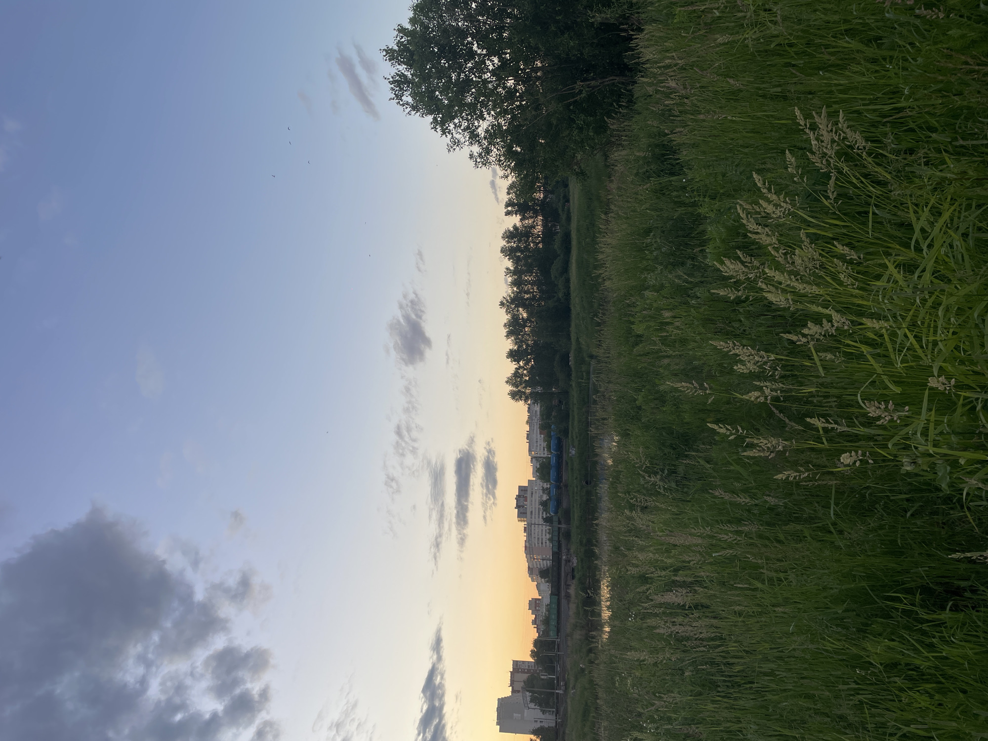 The image depicts a view of the city of Saint Petersburg, Russia, at dusk. In the foreground, tall green grass and reeds are prevalent, with some stalks bearing seed heads. A body of water, likely a canal or river, is visible beyond the grass. Further in the distance, a line of trees forms a dense canopy. Behind the trees, the skyline of Saint Petersburg is visible, characterized by multi-story apartment buildings and a tall, white administrative building on the left. A train with blue carriages is on a track in front of the buildings. The sky is a gradient of pale blue near the horizon, transitioning to a deeper blue overhead. Scattered clouds, some dark gray and others light, are present in the sky, with a few small birds in flight. The overall scene conveys a tranquil, natural landscape meeting an urban environment during twilight.
