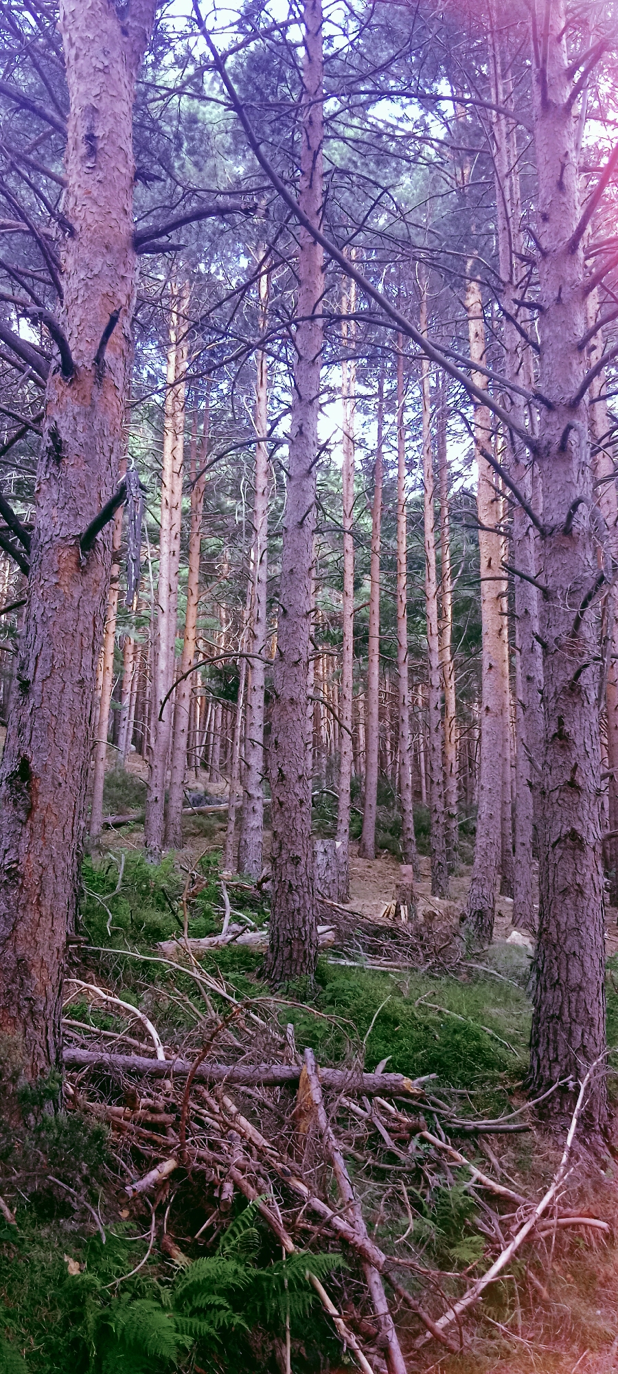 The image shows a dense forest with tall pine trees, their bark a textured brown and purple hue. The ground is covered in green moss, ferns, and a thick layer of fallen branches and pine needles, suggesting a natural, somewhat untamed environment. The lighting appears to be diffused, casting a soft, almost ethereal glow on the scene, with hints of purple and pink light filtering through the canopy, potentially from the sunset or sunrise. There are no people or animals visible in the image. The scene is characteristic of a mountainous or forested region, and given the location provided, it's likely a scene from La Pinilla, Spain, a known area for its pine forests and outdoor activities.