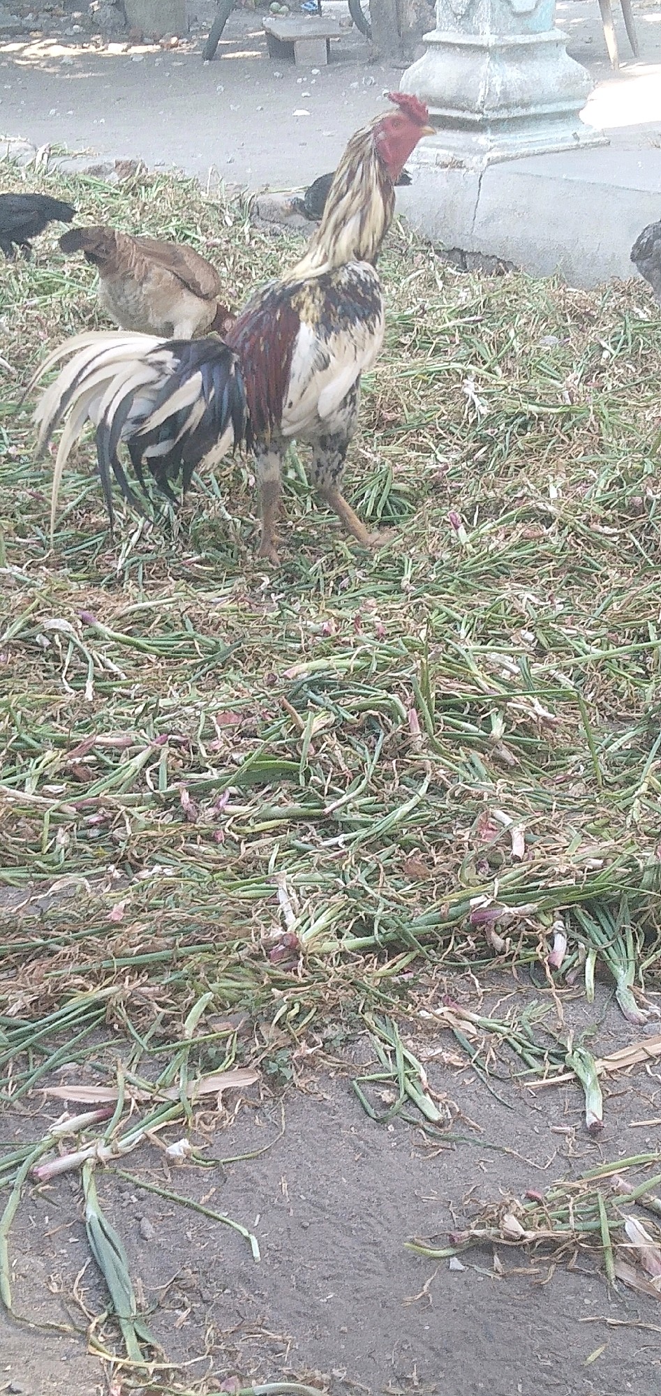 The image shows a rooster standing in a grassy area, with some other chickens in the background. The rooster is a large bird with colorful feathers and a prominent red comb. It is facing to the right, and its tail feathers are fanned out. The other chickens are smaller and appear to be hens. The ground is covered with grass and some debris. The background is blurred, but it appears to be an outdoor scene with some structures in the distance. There are no people visible in the image. The location in the city of Plemahan, Indonesia, is not explicitly indicated by any landmarks or context within the image itself.
