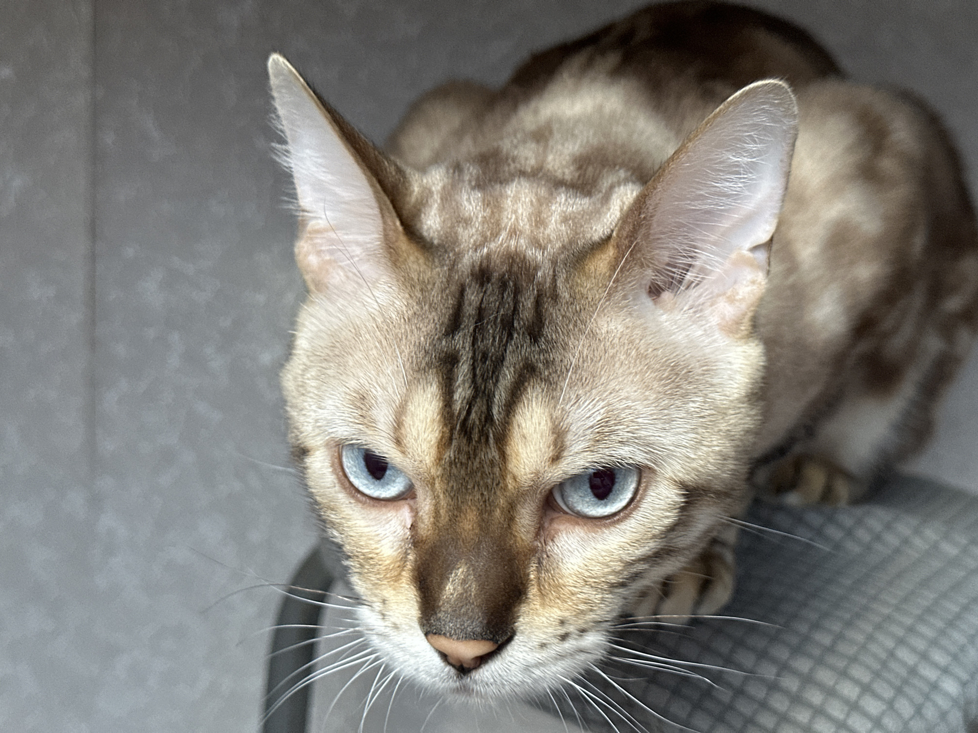The image shows a close-up, high-angle shot of a Bengal cat with striking blue eyes. The cat is looking down, and its face is in sharp focus, revealing detailed fur patterns and whiskers. The background is a mottled gray surface, possibly a wall or textured fabric. The cat appears to be perched on a gray, patterned cushion or seat. There is no indication of the city of Gornyi Erik, Russia, or any other specific location in the image.