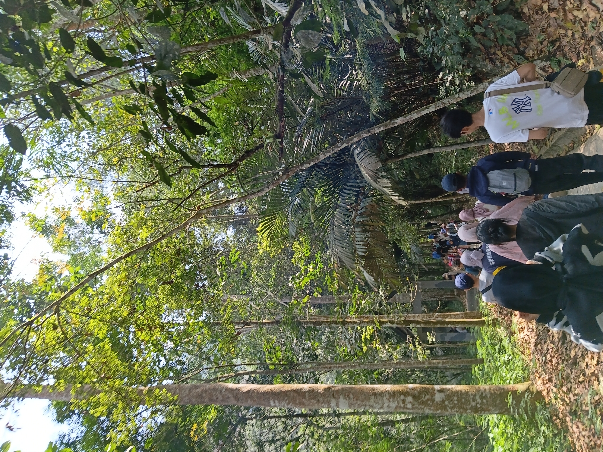 In Ciburial, Indonesia, a group of people are walking along a dirt path in a lush, green forest. The path is lined with tall trees and dense vegetation, with sunlight filtering through the leaves, creating a dappled effect on the ground. Some of the people are wearing backpacks, suggesting they are on a hike or excursion. The group appears to be moving away from the camera, towards a structure in the distance that resembles a building or shelter. The atmosphere is serene, with the natural beauty of the forest providing a tranquil backdrop for the activity.