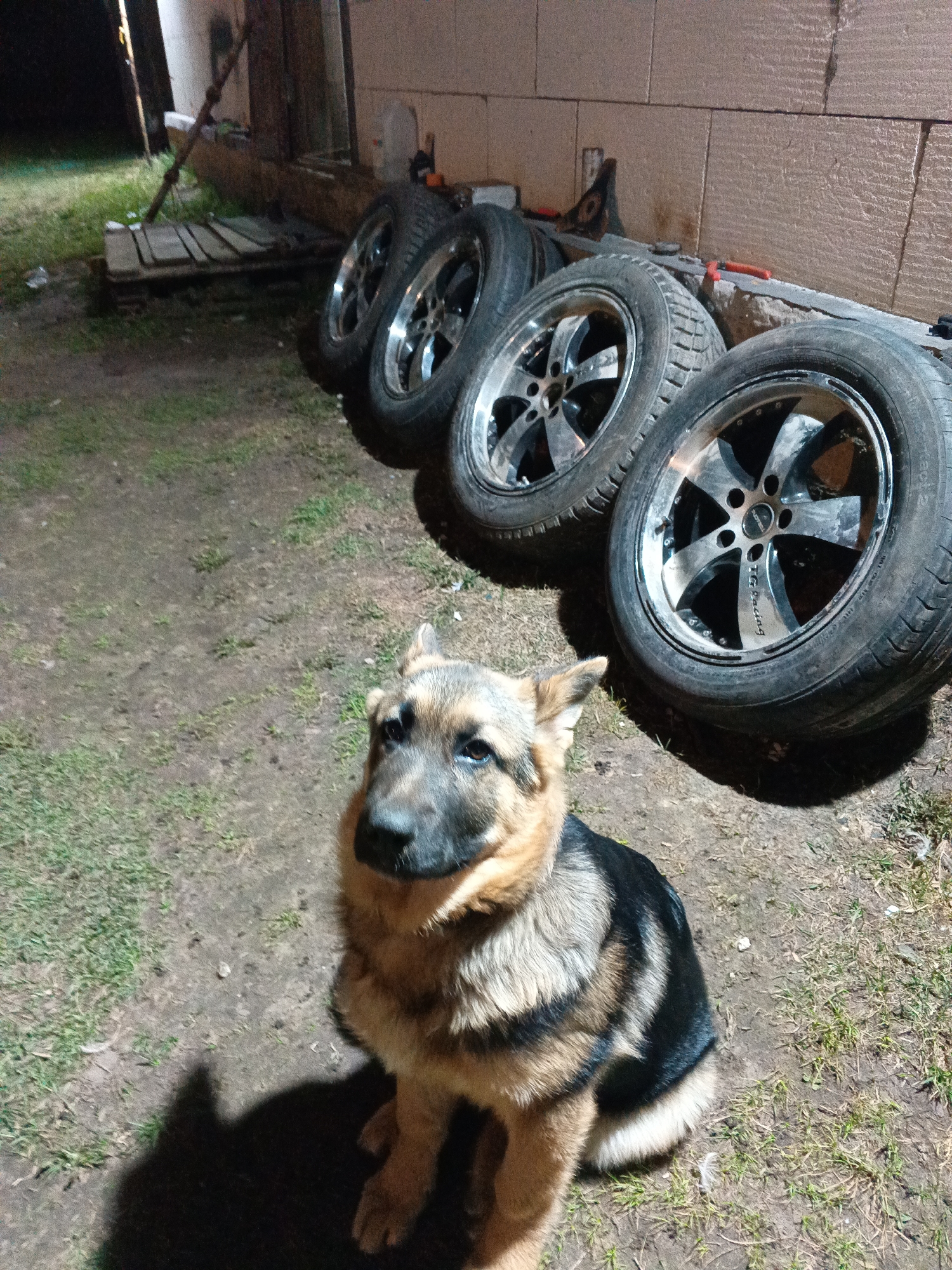 This image depicts an outdoor scene at night or dusk, illuminated by an artificial light source that casts prominent shadows. In the foreground, a German Shepherd dog sits calmly on a patch of dirt and sparse grass, looking directly towards the camera. The dog has classic tan and black markings.
To the right and slightly behind the dog, four car wheels with tires are neatly lined up against a wall. The rims are shiny, appearing to be chrome or polished alloy, and the text "TS Racing" is clearly visible on at least one of the rims. The tires show signs of use.
The background features a textured wall, likely constructed from concrete blocks or rough-hewn stone. Near the base of this wall, wooden pallets are stacked, and various objects, including a long metallic bar and a tool with a red handle, are partially visible. The ground cover consists of dry earth with scattered blades of grass. The dark areas in the upper left corner and background reinforce the nighttime setting. The scene conveys a quiet, perhaps rural or semi-rural, environment in Andreyevo, Russia.