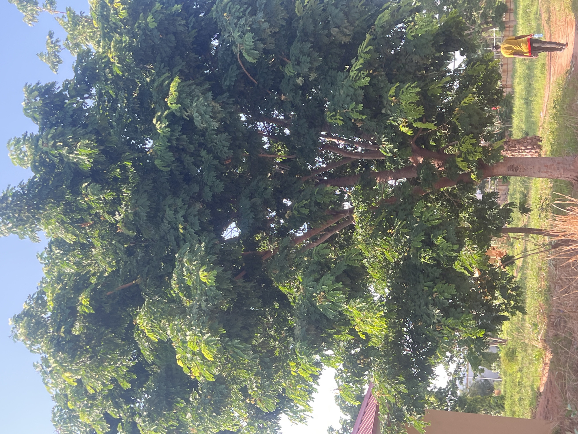 This outdoor image, captured in Jalingo, Nigeria, presents a vibrant, sunlit scene. A large, leafy tree with a dense canopy of dark green foliage occupies the left and central portions of the frame. Its substantial trunk and branches are visible beneath the thick leaves, reaching towards a clear, bright blue sky.
On the right side of the image, a person is standing on a reddish-brown dirt path. They are wearing a bright yellow short-sleeved top and dark pants or shorts, and are holding a clear plastic bottle. The person appears to be either stationary or slowly moving along the path.
The ground surrounding the tree and path consists of both lush green grass and areas of drier, lighter-colored vegetation. In the background, beyond the immediate foreground elements, distant structures, possibly buildings or fences, are faintly visible, interspersed with more green foliage. A small section of a red-roofed building is partially visible in the bottom right corner. The ample sunlight and absence of harsh shadows suggest the photograph was taken during the morning or late afternoon. There is no visible text in the image.