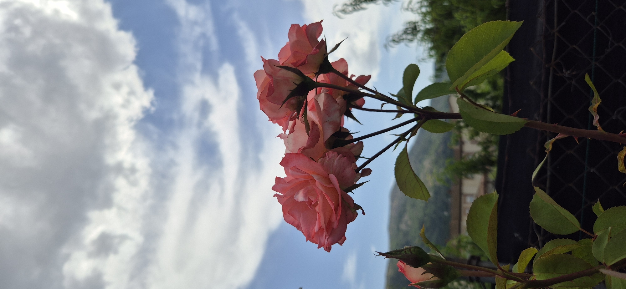This is a low-angle, close-up, vertical shot of a cluster of blooming pink roses against a backdrop of a cloudy blue sky. The roses are in focus and dominate the foreground, with some leaves and a rose bud also visible. The background shows a blurred landscape of rolling hills with scattered buildings and greenery, suggesting a suburban or rural setting outside of a city. The shot is taken from an eye-level perspective looking upwards towards the sky.