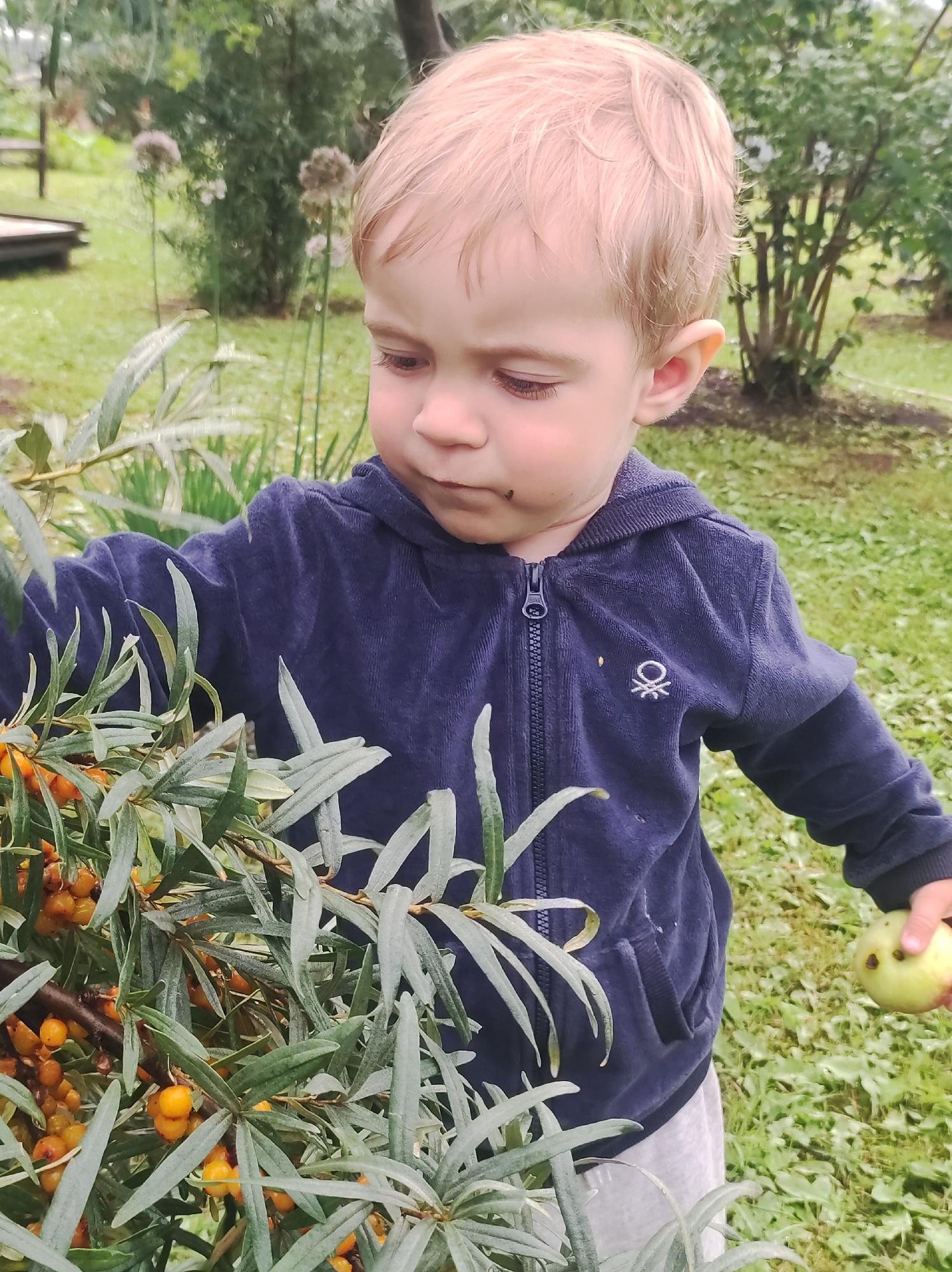 A young child with blond hair, wearing a navy blue zip-up hooded jacket with a white embroidered logo on the left chest and light grey sweatpants, is standing outdoors in a grassy area. The child is looking down at a leafy branch laden with small, orange berries. In the child's right hand, they are holding a light green apple. The background consists of lush green foliage and a glimpse of a wooden structure, suggesting a garden or natural outdoor setting. The overall lighting is soft, indicating an overcast day or shaded area. The specific location within the city of Fokino, Russia cannot be determined from the visual information provided.