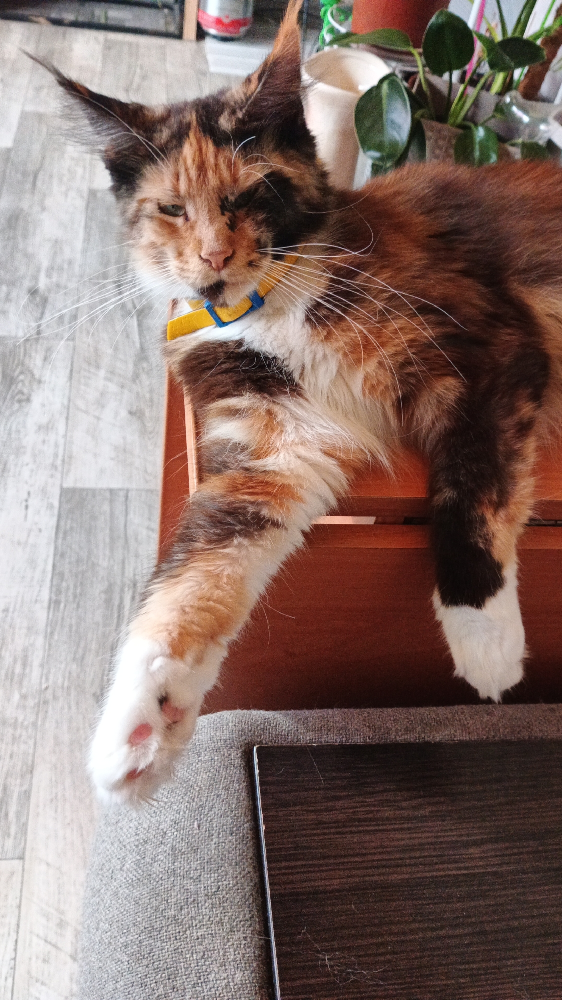 A calico Maine Coon cat with a yellow and blue collar is lying on a wooden surface, with its front paws extended over the edge. The cat's fur is a mix of brown, black, and orange. Its eyes are partially closed, and its whiskers are long and white. In the background, a potted plant is visible, and the floor appears to be made of wood planks. The scene is likely indoors, given the presence of furniture and a plant. There is no specific indication of the city of Kryvyi Rih, Ukraine, in the image itself.
