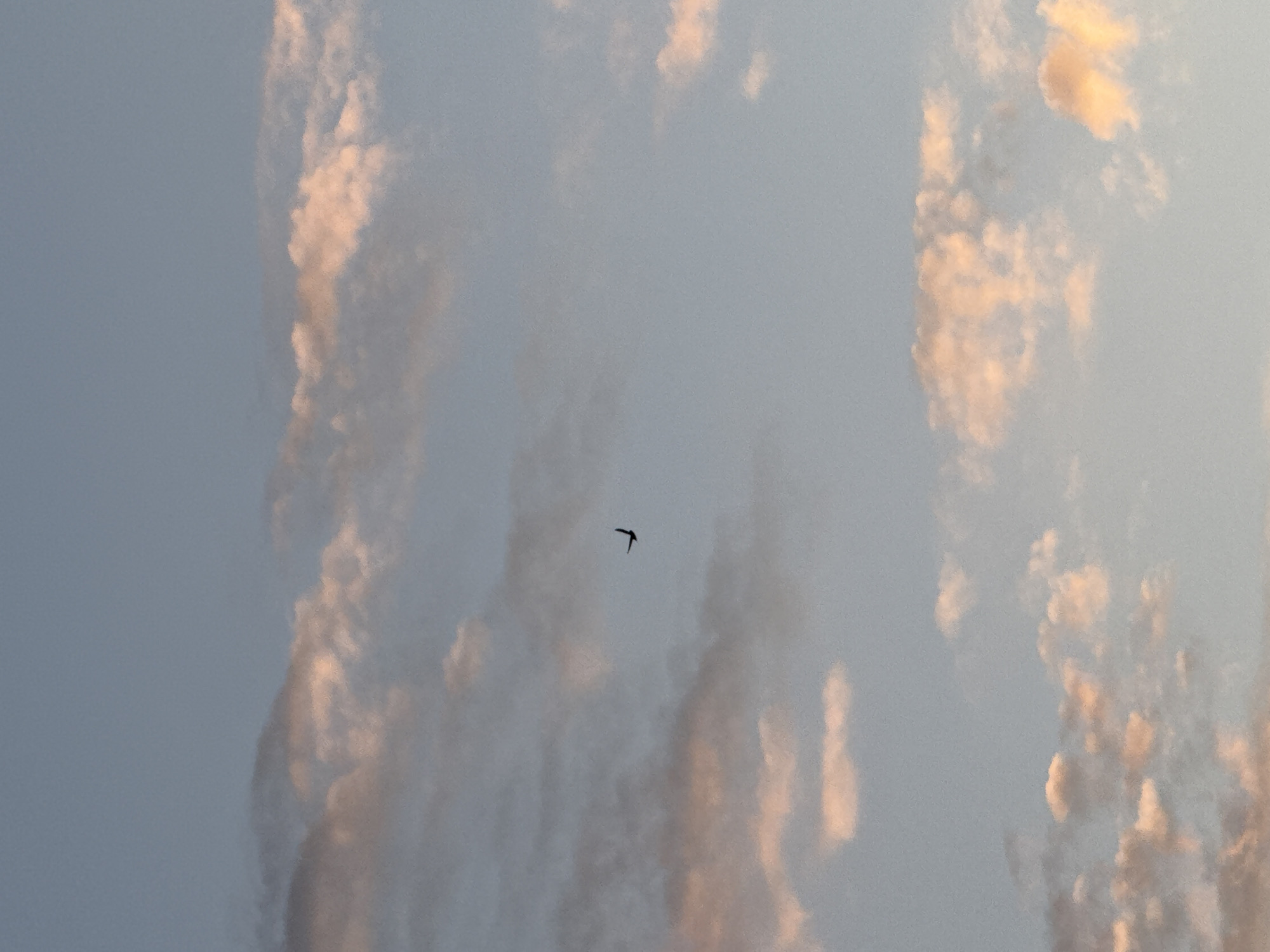 The image shows a single bird flying in the sky over Мокино, Russia. The bird is silhouetted against a sky with light, textured clouds, some tinged with a soft orange or peach color. The background appears to be a daytime sky. There are no other identifiable objects or people visible in the scene.