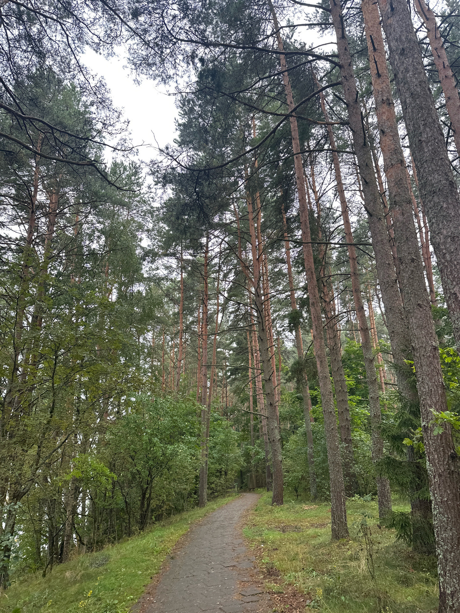 A paved path winds through a dense pine forest in Narach Rural Council, Belarus. The path is made of dark, irregularly shaped stones and is bordered by a grassy slope on the left and the forest on the right. Tall, slender pine trees with rough, reddish-brown bark dominate the scene, their needles creating a canopy overhead that allows only dappled light to filter through. The undergrowth consists of various green bushes and grasses, some of which are overgrown and appear somewhat wild. The sky is overcast and a pale gray, suggesting a cool or rainy day. There are no people or animals visible in the image.