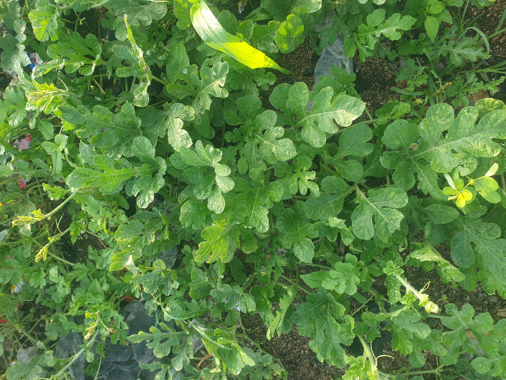 The image shows a patch of green plants with large, lobed leaves growing in soil. Some of the leaves appear to have water droplets on them, suggesting they have been watered or it is morning dew. There are also some lighter green shoots and tendrils visible. Parts of what appear to be black plastic sheeting and some scattered debris are present on the ground among the plants. A bright yellow leaf or stem is prominent in the upper right quadrant of the image. The scene is an outdoor environment with natural lighting. The location is Unknown, Unknown.