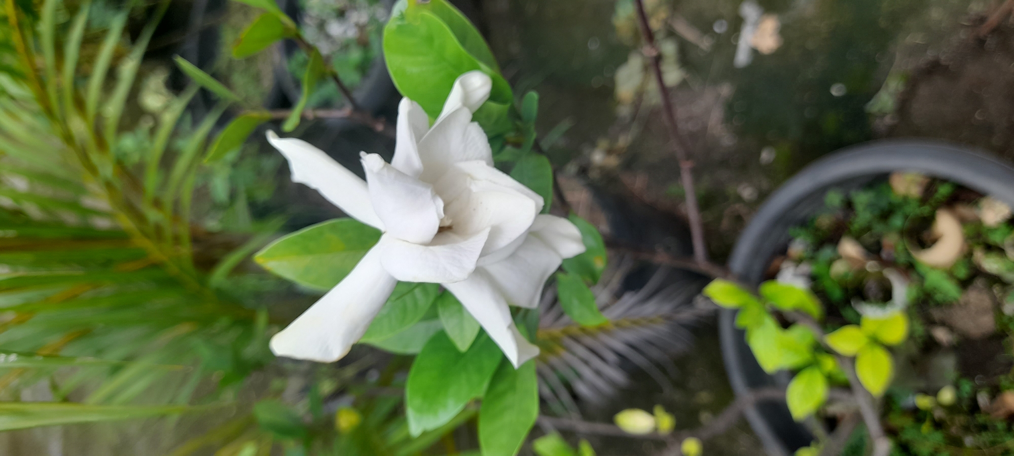 A white gardenia flower is in full bloom, centrally located in the frame, surrounded by green leaves. It appears to be growing in a pot, with part of the pot visible to the right of the flower. There is additional foliage and potentially other plants in the background. The setting seems to be outdoors. The general location is Buketteukuh, Indonesia.