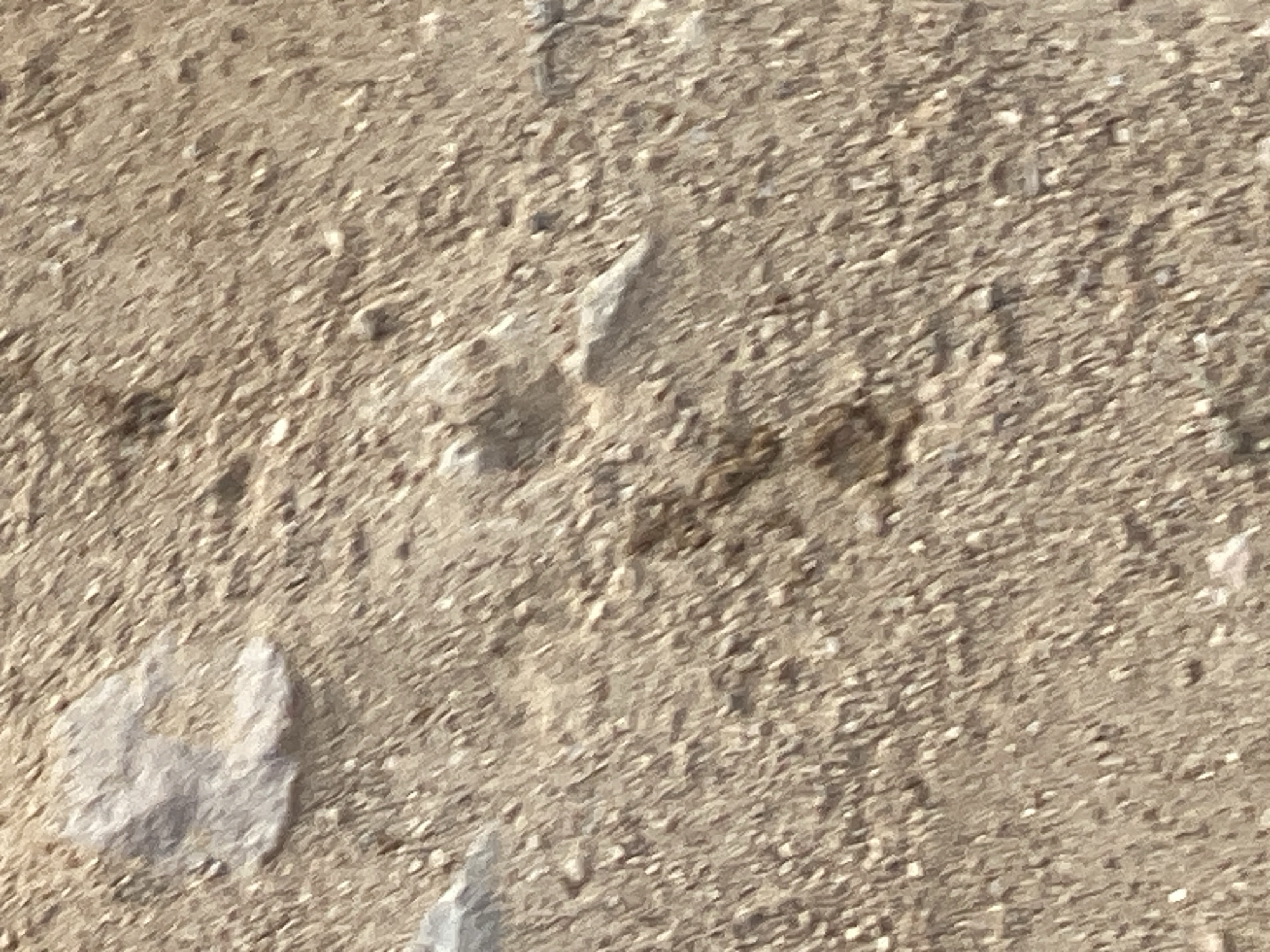 The image shows a close-up, ground-level view of a dry, sandy surface. The texture is granular, with small stones and pebbles interspersed with finer sand particles. There are several imprints or impressions visible in the sand. One distinct imprint, in the lower left quadrant, appears to be a footprint, possibly from a person wearing a shoe with a tread pattern. The imprint is somewhat rounded with some defined edges. Other, less distinct impressions are scattered throughout the image. One area in the center-right shows a darker, smudged area that could be a partial or smeared footprint or a patch of dampness. The overall lighting suggests it is daytime, with shadows indicating sunlight. The sandy environment suggests an outdoor location, possibly arid or semi-arid. The provided location context of Jalingo, Nigeria, further supports this interpretation. No people, objects, or text are clearly identifiable beyond the imprints in the sand. The scene is static, with no discernible activity taking place.