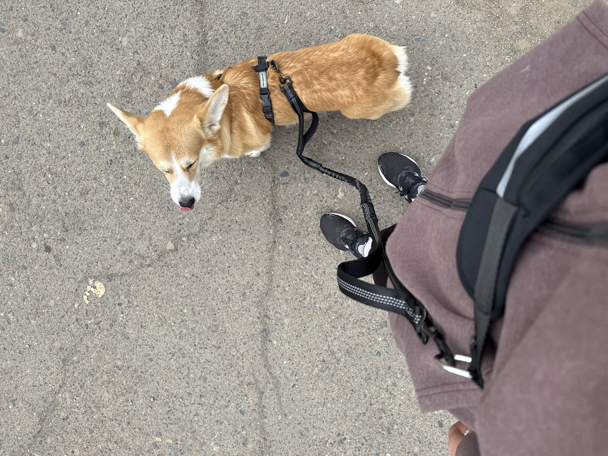 The image is an overhead shot taken outdoors, likely in an urban environment. The main subject is a Welsh Corgi, primarily tan with white markings on its face and chest, wearing a black harness and leash. The dog is facing to the left of the frame, with its tongue slightly protruding. A person is partially visible on the right side of the image, wearing black sneakers with white laces and a brown garment. A black bag or strap is also visible on the person's body. The background consists of a gray, concrete surface with minor imperfections. The geographical location or specific setting in the city of Borzya, Russia, cannot be determined from the provided visual information.