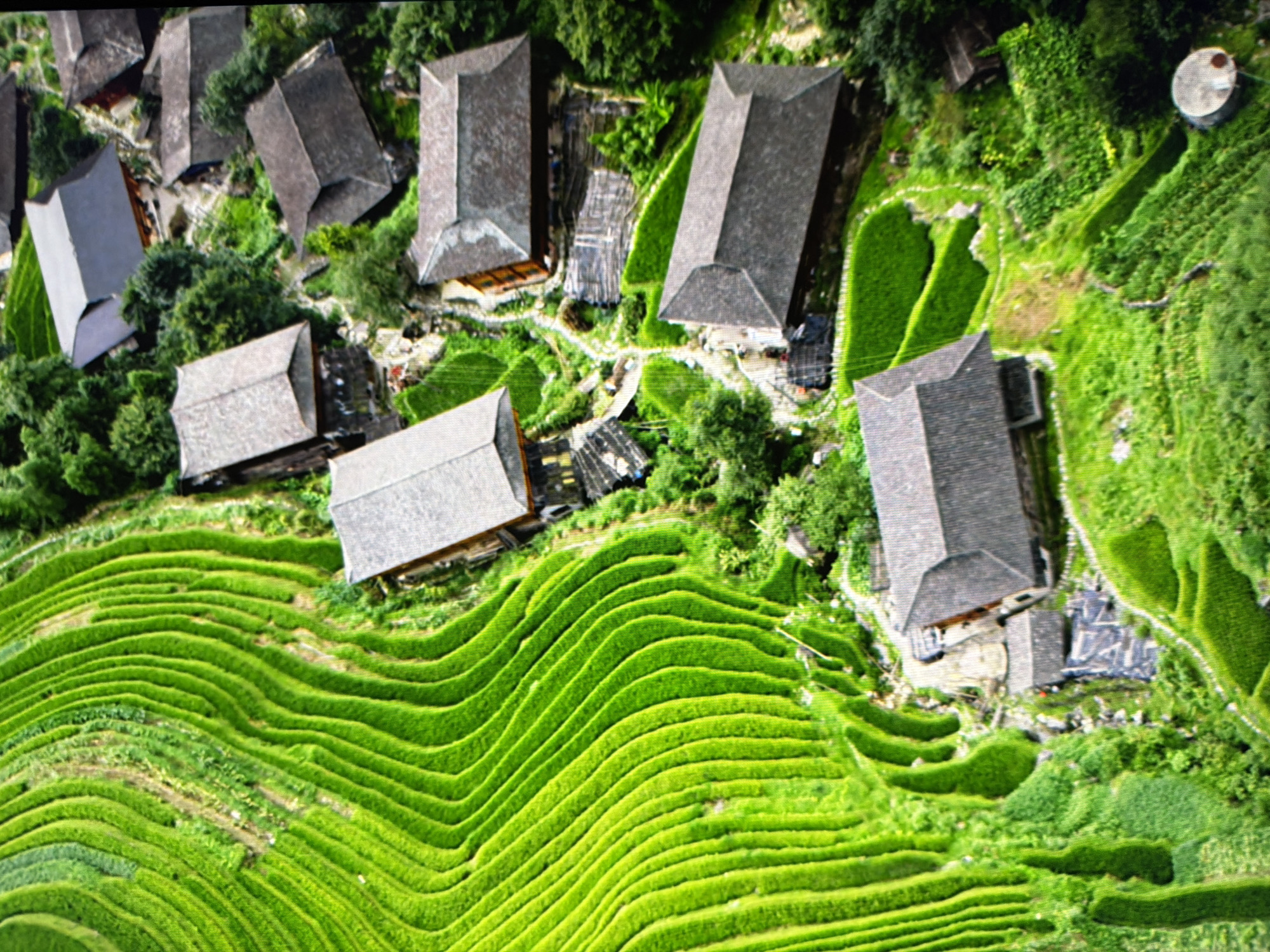 This is an aerial, eye-level view of a terraced landscape with lush green rice paddies. Several traditional wooden houses with dark tiled roofs are scattered amongst the terraces and dense green foliage. The terraced fields create a visually striking pattern of curved lines ascending the hillside. The scene depicts a rural agricultural setting, likely in Asia, characterized by its vibrant green vegetation and distinct architectural style. There are no people visible in the image. The location is not Kyiv, Ukraine.
