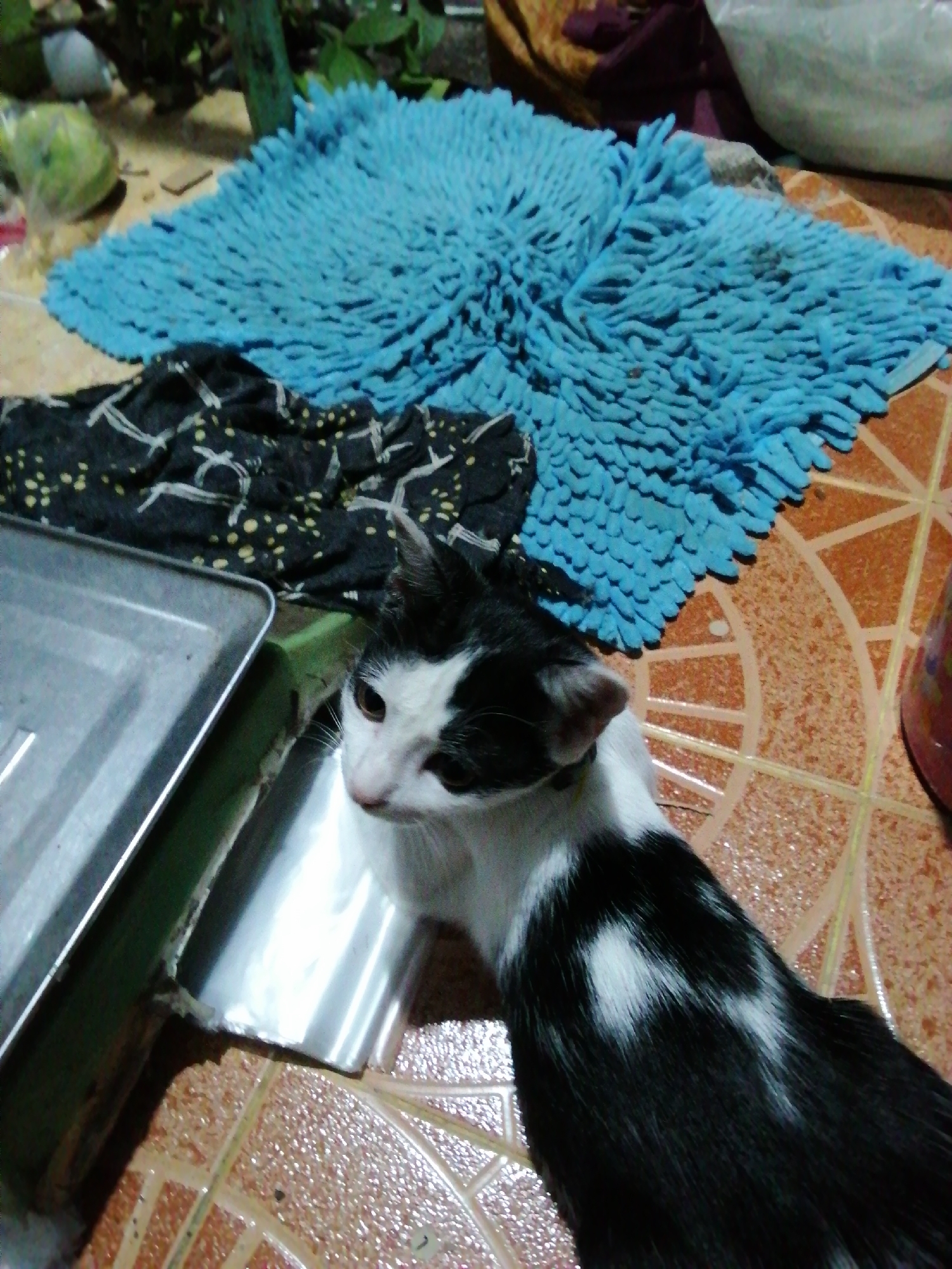 A black and white cat is seen on a tiled floor next to a metal tray and a blue rug. The cat is looking towards the camera with its head tilted. The tray appears to be empty. The rug is textured and covers a portion of the floor. The background is cluttered with various items, including what appears to be fabric and plants. The lighting is dim.
