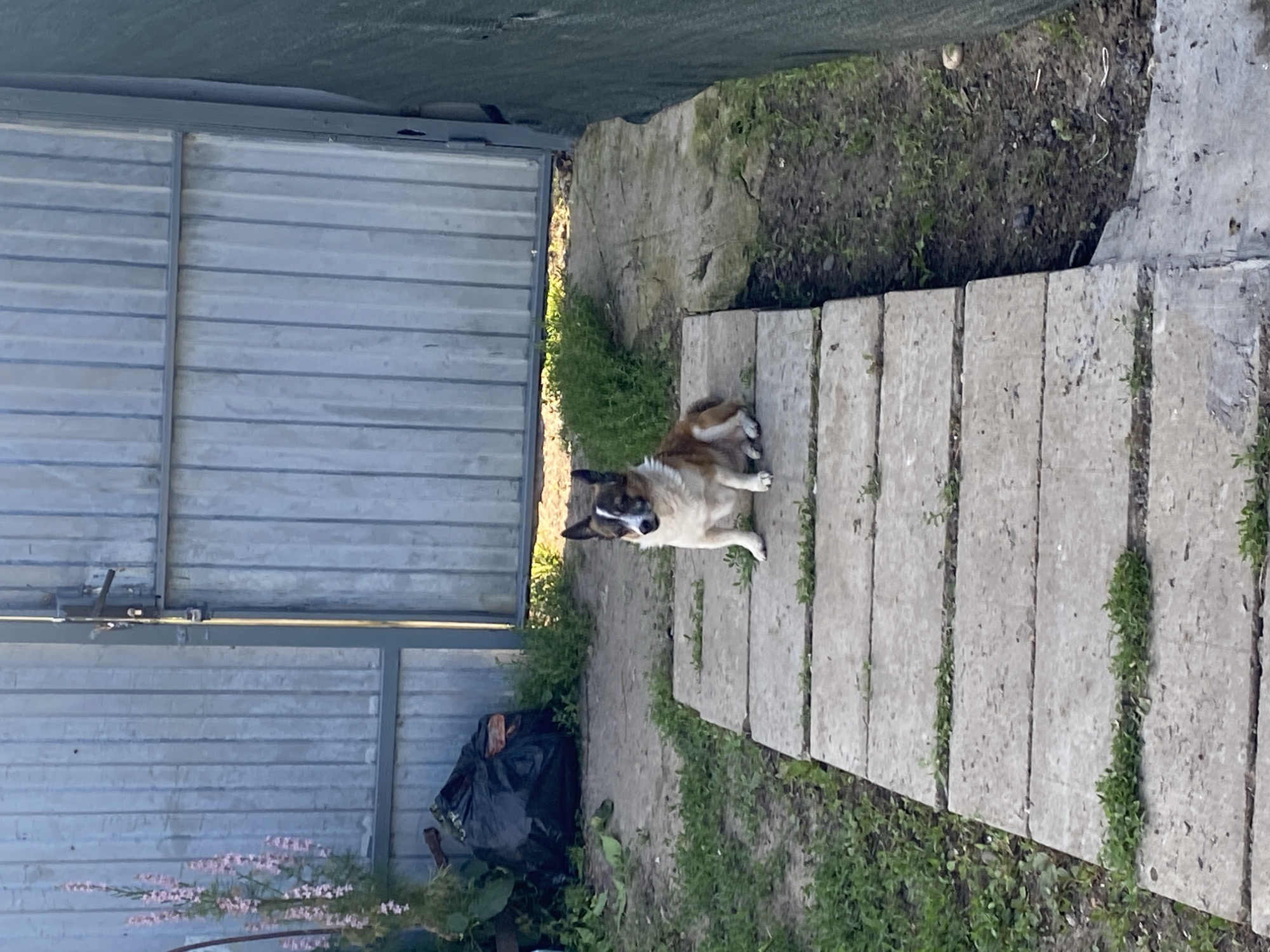 A medium-sized dog with brown and white markings sits on a concrete pathway in a yard. The dog is facing to the right. Behind the dog, a tall, corrugated metal gate is visible. To the left of the gate and behind the dog, there is a black trash bag and some plants with pink flowers. The pathway is made of several rectangular concrete slabs laid end-to-end. Green grass grows around the slabs and in the cracks between them. The scene appears to be in an outdoor, possibly rural, setting in Kisliakovskaya, Russia.