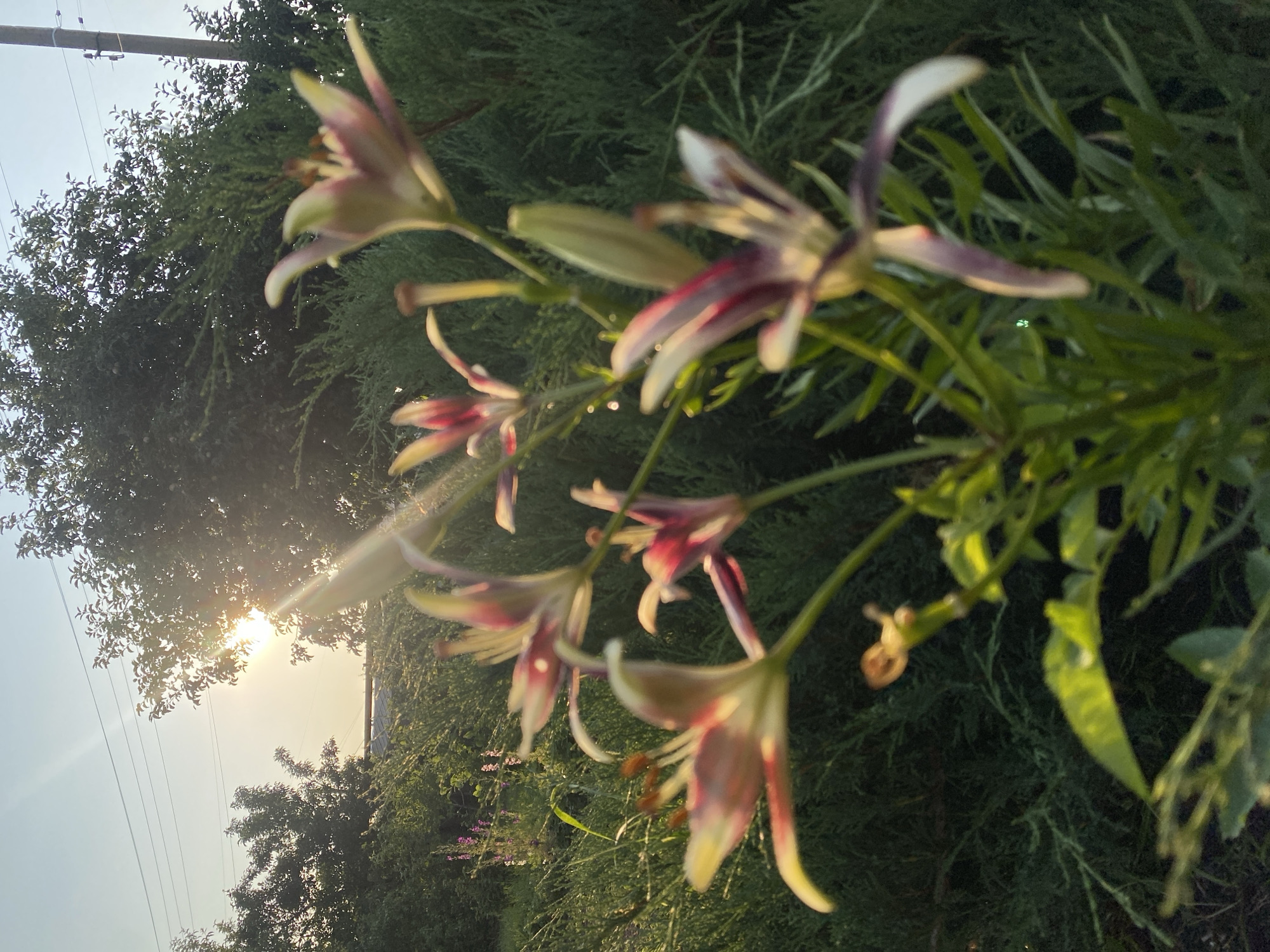 The image depicts a close-up of several lilies in bloom, with their petals a mix of white, yellow, and deep pinkish-purple. The lilies are the primary subjects and are in sharp focus, their delicate structures clearly visible. Behind the lilies, a dense green evergreen hedge forms a lush backdrop. In the upper left quadrant of the image, the sun is visible, partially obscured by a tree, casting bright rays that create a lens flare effect and illuminate the scene with a warm, golden light. The sky is a pale blue, with a hint of a golden haze near the sun. Electrical wires are faintly visible stretching across the upper portion of the sky. The overall environment appears to be an outdoor garden or natural setting, likely during a late afternoon or early morning when the sun is low. There is no indication of human presence or activity within the frame. The location is identified as Маринопіль, Ukraine, suggesting a scene within this city or its immediate surroundings.