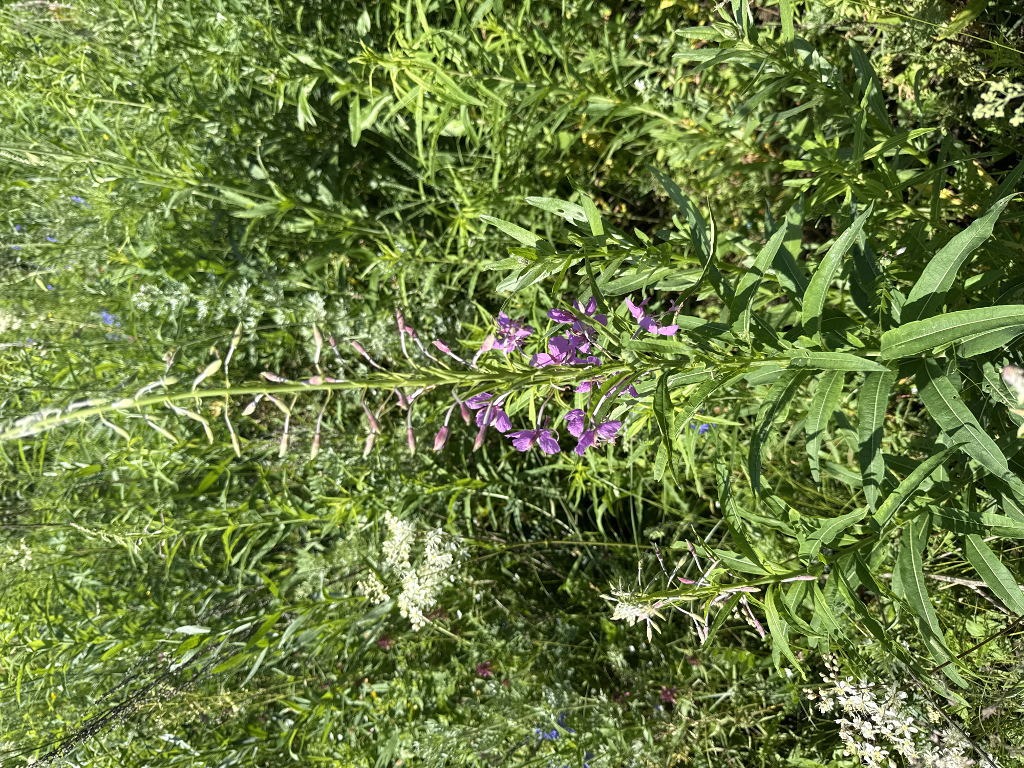An upright, tall, slender stalk of purple fireweed, also known as _Epilobium angustifolium_, dominates the center of the frame. The flower is in bloom, with delicate, magenta petals unfurling from a spike of buds. Lush green foliage of varying heights surrounds the fireweed, creating a dense, naturalistic scene. The background is a blur of green vegetation, suggesting a natural environment such as a meadow or field. The lighting indicates it is daytime, likely sunny, casting subtle shadows and highlighting the vibrant colors of the flowers and leaves. The image does not contain any people, structures, or distinct urban elements, implying a natural setting outside of a densely populated area.