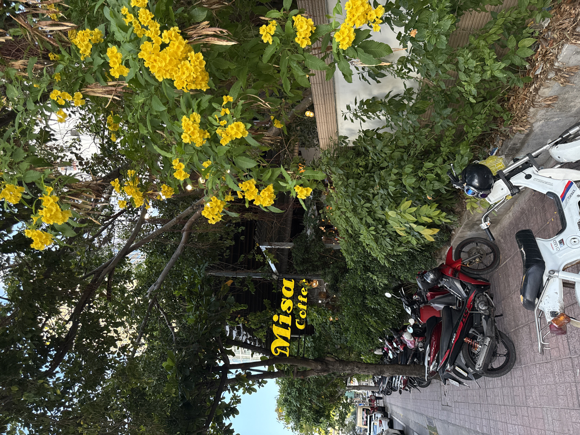 The image depicts a street scene in Nha Trang, Vietnam. In the foreground, a sidewalk with red brick paving is lined with parked motorcycles. The motorcycles are predominantly red and black, with a white moped in the very front. Adjacent to the sidewalk is a lush green hedge and a wall. Overhanging the scene is a large tree with abundant yellow flowers and dark green leaves. A yellow neon sign that reads "Misa Coffee" is visible hanging from a tree branch, indicating a commercial establishment. Beyond the hedge and wall, a building is partially visible. The street continues to the left with more parked vehicles and a tree-lined sidewalk. The sky is a pale blue.