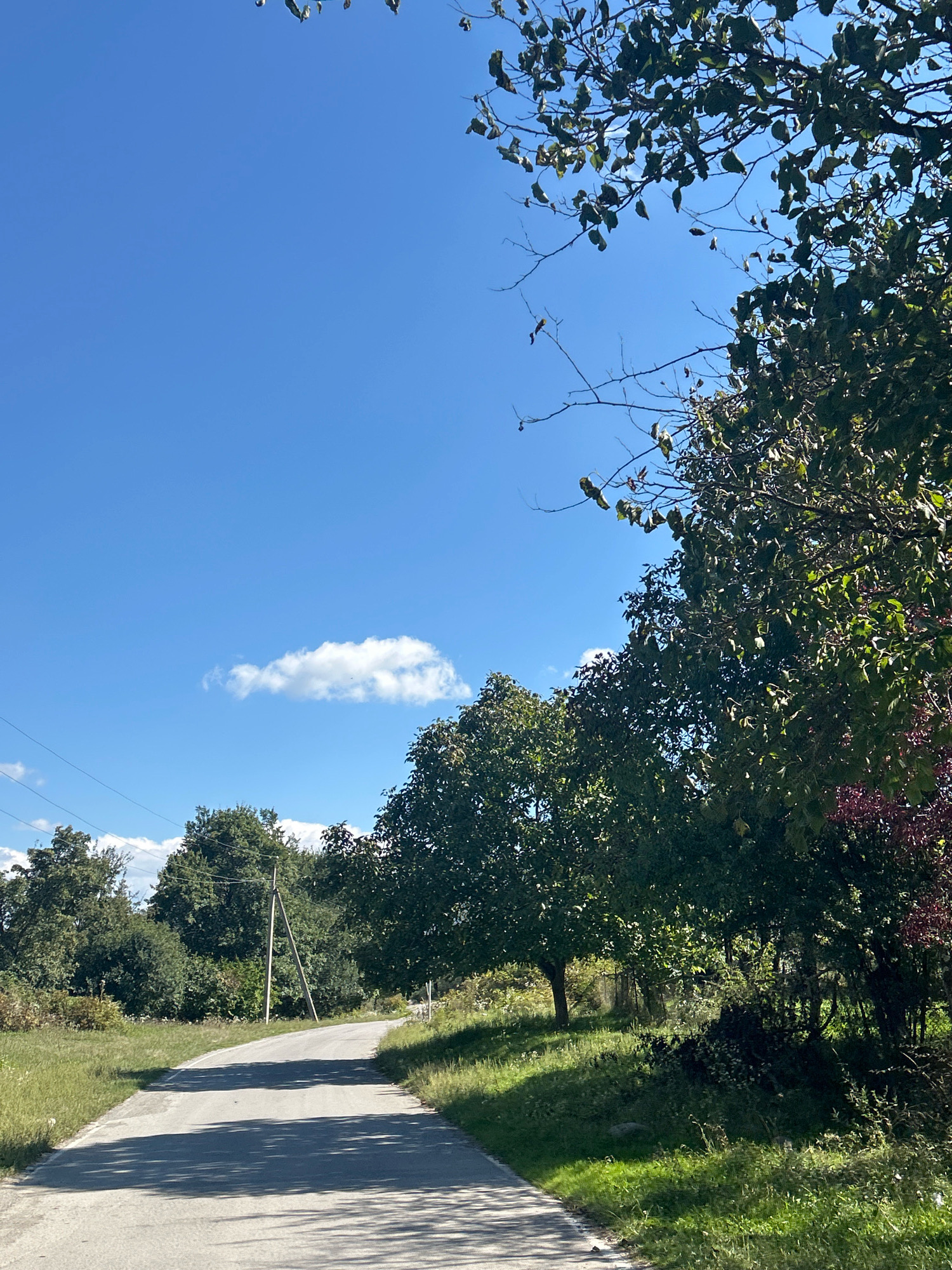 This is a landscape photograph taken in Tsikhisdziri, Georgia. The image captures a rural scene with a paved road winding through a verdant area. The sky is a clear, bright blue with a few scattered white clouds. Lush green trees and vegetation line both sides of the road. In the foreground, the road is shaded by the dappled sunlight filtering through the trees. In the distance, a single utility pole stands on the left side of the road. The overall impression is one of a peaceful, natural setting.