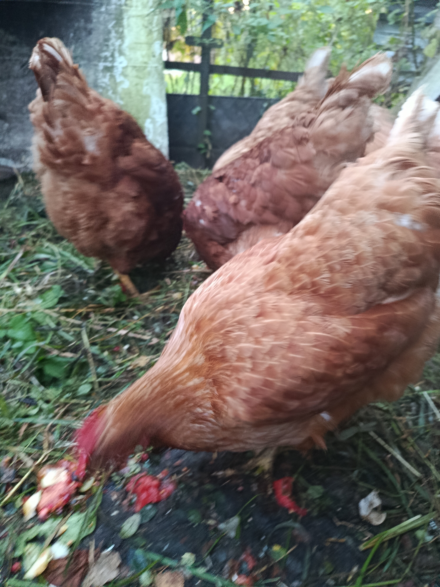 In the city of Верея, Russia, three brown chickens are foraging on the ground amidst grass and fallen leaves. The chicken in the foreground is actively pecking at what appears to be discarded food scraps, including pieces of red fruit or vegetables and pale yellow bits. Behind it, two other chickens are also present. The environment suggests an outdoor setting, possibly a farmyard or a garden, with a blurred background that includes foliage and what looks like a fence or some structure.
