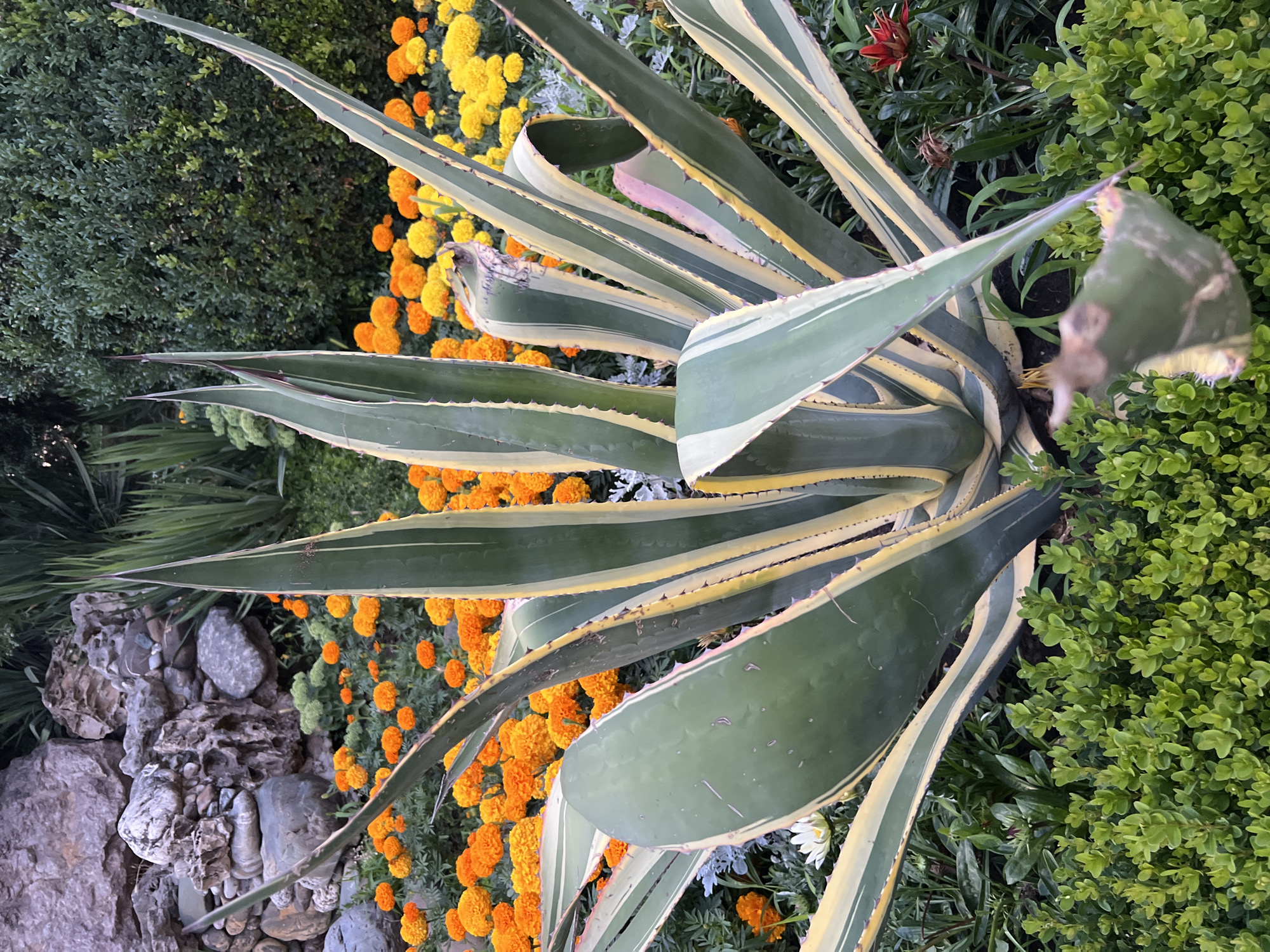 A variegated agave plant with long, sharp, sword-like leaves featuring green edges and yellow stripes, stands prominently in the foreground. The plant's leaves are stiff and point upwards and outwards, with some showing signs of wear or damage. Behind the agave, a dense bed of vibrant orange and yellow marigold flowers creates a colorful backdrop. To the left, a rock formation composed of various stones and gravel suggests a garden landscaping feature. The background is filled with lush green foliage, including a meticulously trimmed hedge on the right side of the frame. The overall scene depicts a well-maintained garden setting, likely in a city park or residential area in Krasnodar, Russia. No people or animals are visible in the image.