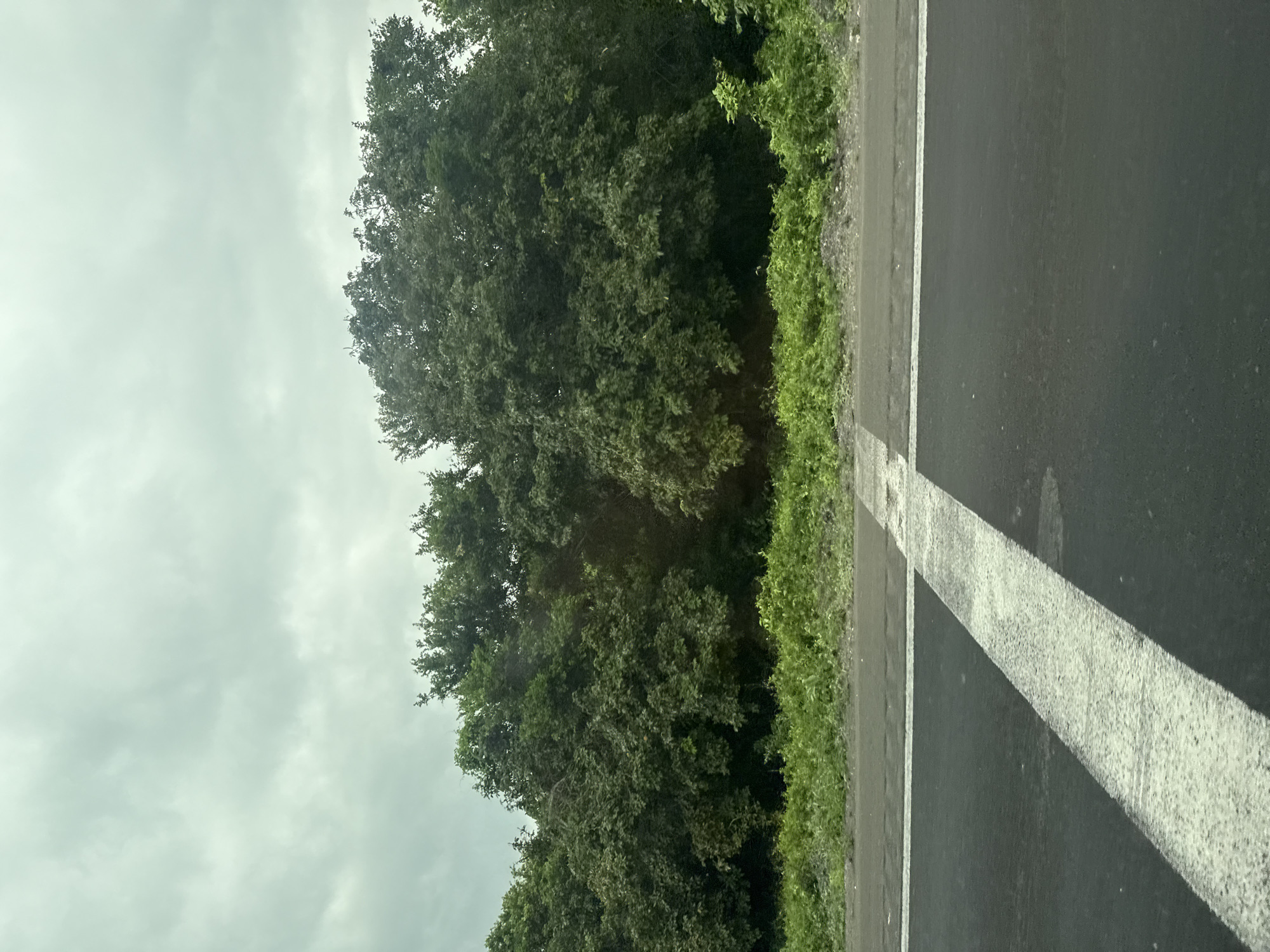 A roadside scene. The asphalt road, marked with a white line angling from the bottom right to the center, is visible. Adjacent to the road is a strip of green vegetation. A dense tree line with dark green foliage occupies the upper and left portions of the frame. The sky is overcast, displaying gray clouds. There is no indication of this being Zaragoza, Mexico. No people are visible.