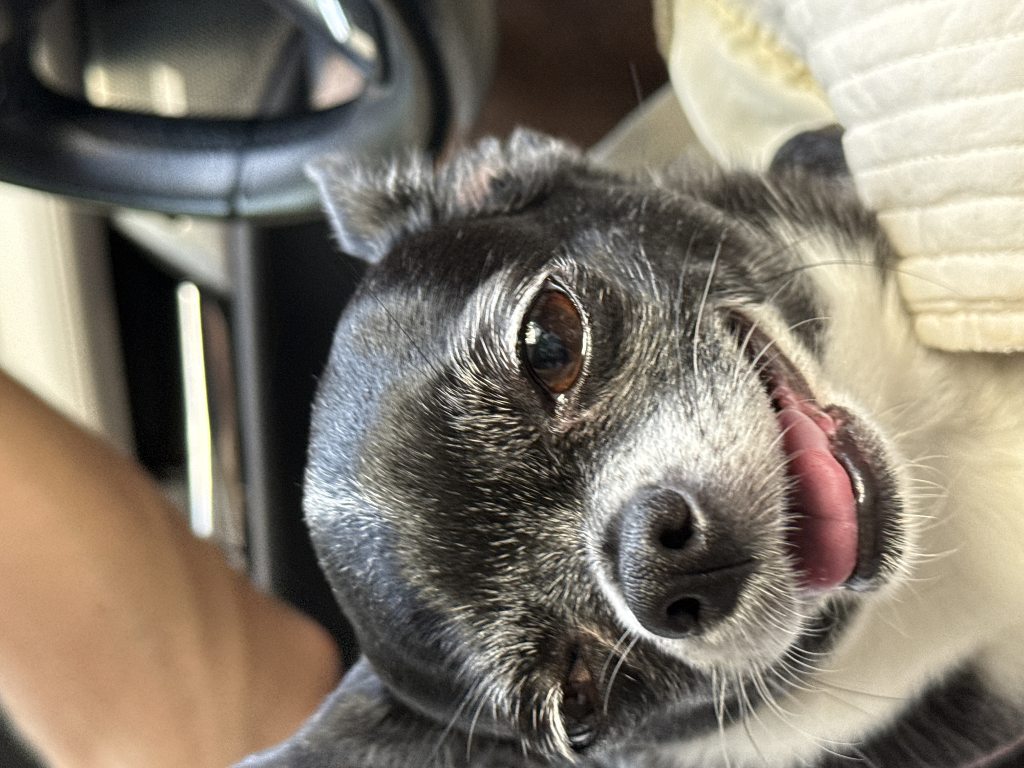A close-up shot reveals a gray and white chihuahua with its tongue sticking out. The dog's head is tilted to the side, and one brown eye is visible. Its nose is black, and white whiskers are visible. The background includes a black steering wheel and a white textured surface. An arm is partially visible in the lower-left corner of the image. The location in Tel-Aviv, Israel is unknown.