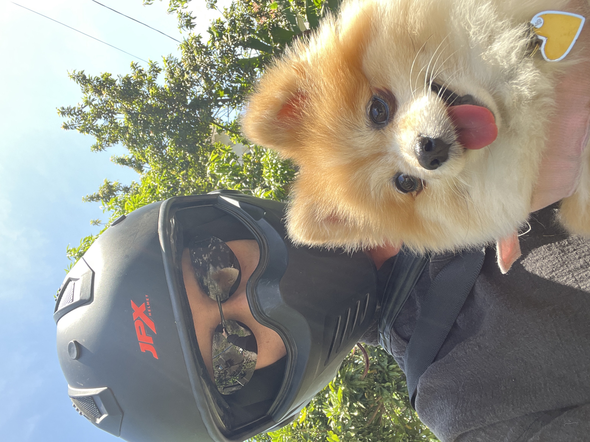 A person wearing a black motorcycle helmet and sunglasses is holding a tan and white Pomeranian dog with its tongue sticking out. The person is wearing a dark grey top, and the dog has a yellow heart-shaped tag on its collar. The reflection in the sunglasses shows trees. The background shows green trees and a blue sky. The helmet has the red letters "JPX" and the word "HELMET" printed on it. The location is Kuta Selatan, Indonesia.