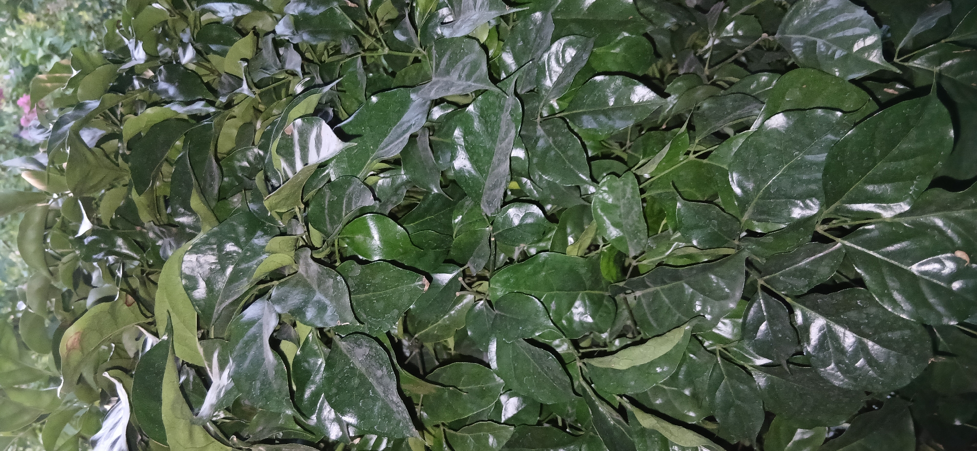 This is a close-up, eye-level photograph of a dense cluster of dark green, glossy leaves. The leaves are ovate in shape with pointed tips and appear to be attached to thin stems, creating a thick foliage. Some leaves show subtle signs of dust or slight imperfections, and there are highlights reflecting off their waxy surfaces, suggesting they may have been recently watered or are naturally lustrous. The background is out of focus, showing hints of lighter green foliage and possibly some pale pinkish-purple flowers in the upper right quadrant. The lighting suggests it is either late evening or early morning, or perhaps a shaded area, as the light is soft and diffuse, creating the reflections. There is no indication of human presence, specific structures, or the city of Charshanba, Uzbekistan. The image solely focuses on the botanical details of the plant.