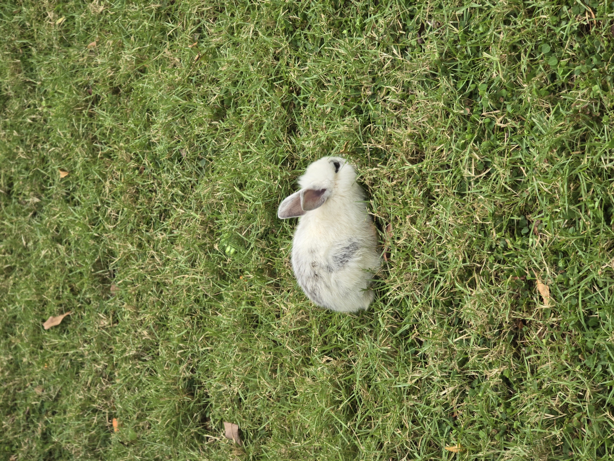A white rabbit with brown markings rests on a patch of green grass. The location appears to be an outdoor lawn in Nusa Dua, Indonesia. No other people, subjects, or objects are visible. The rabbit appears to be stationary, resting on the grass.