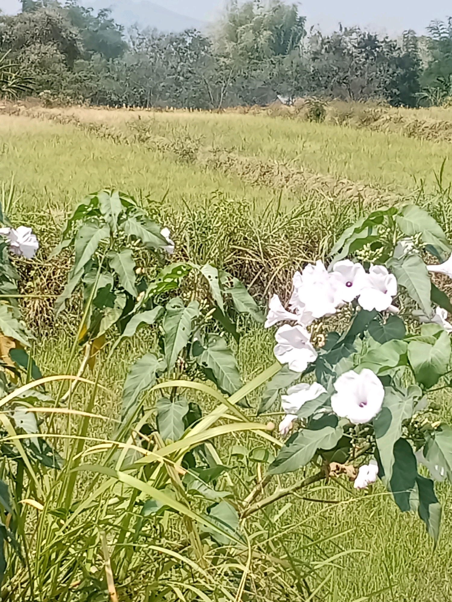 In Balegondo, Indonesia, a cluster of white morning glory flowers with dark purplish centers is blooming in the foreground, with their large green leaves sprawling across the frame. Behind the flowers, a field of green grass and scattered dry vegetation extends into the distance, with a line of trees forming a backdrop under a clear sky. The scene appears to be a rural landscape, possibly a field or a garden.