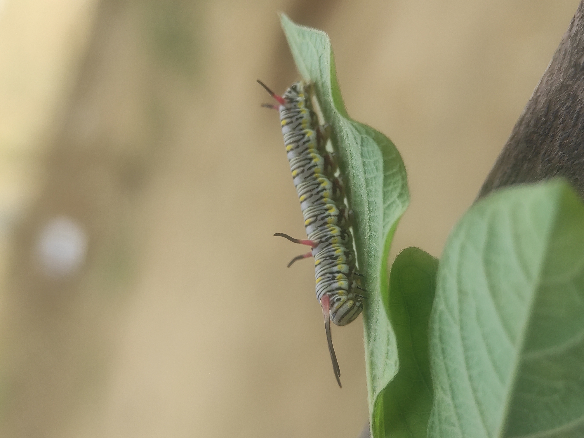 A caterpillar with a striped pattern of black, white, and yellow is clinging to a green leaf. The caterpillar has red-tipped prolegs and antennae. The background is blurred and consists of a beige-colored surface. The image was likely taken outdoors during daylight hours. There are no identifiable people in the image, and there is no specific information indicating it was taken in Lhokseumawe, Indonesia.